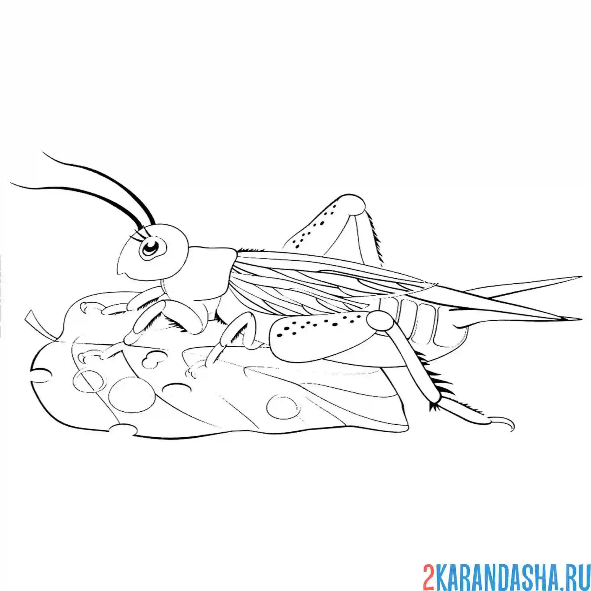Раскраска кузнечик на листочке