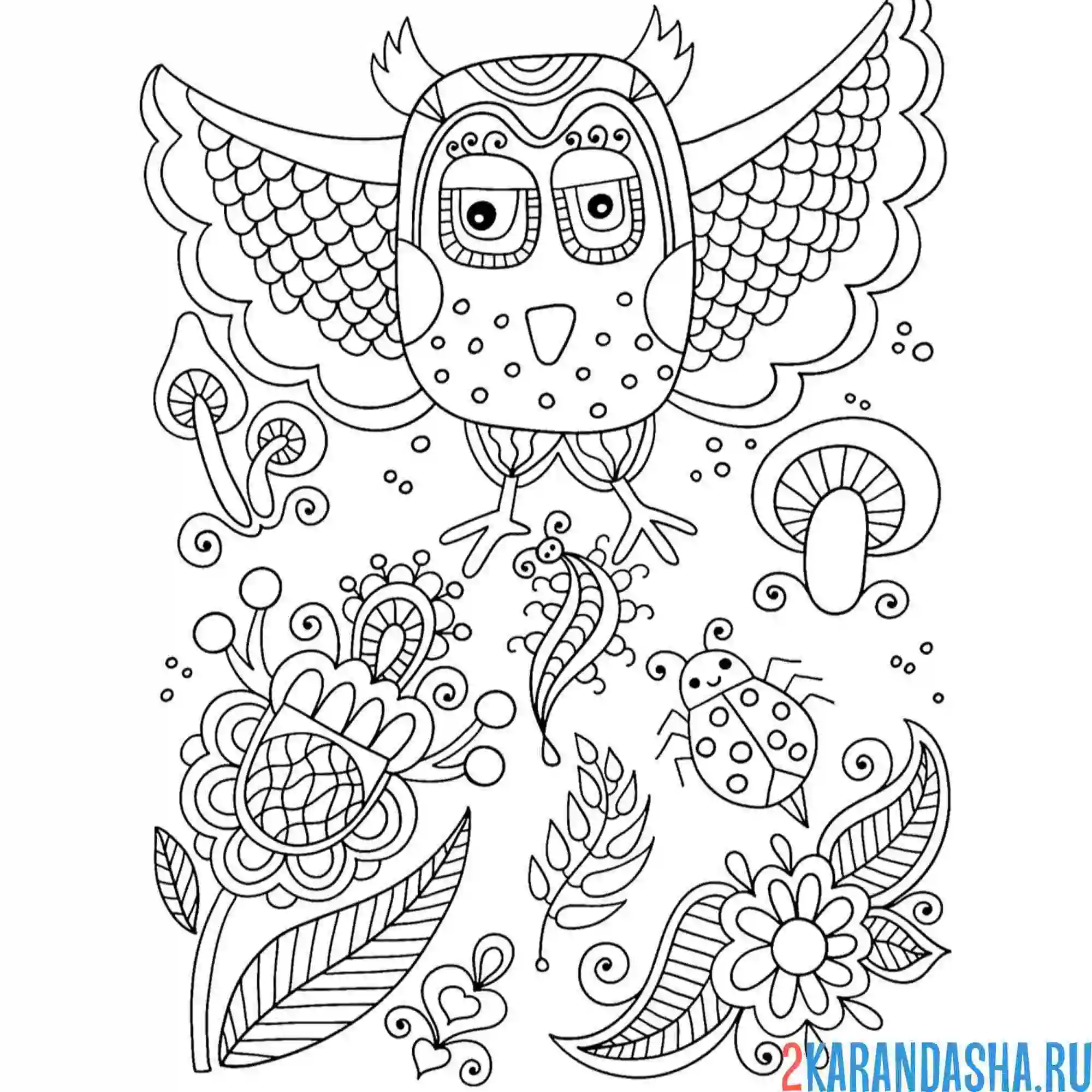 Раскраска сова и насекомое