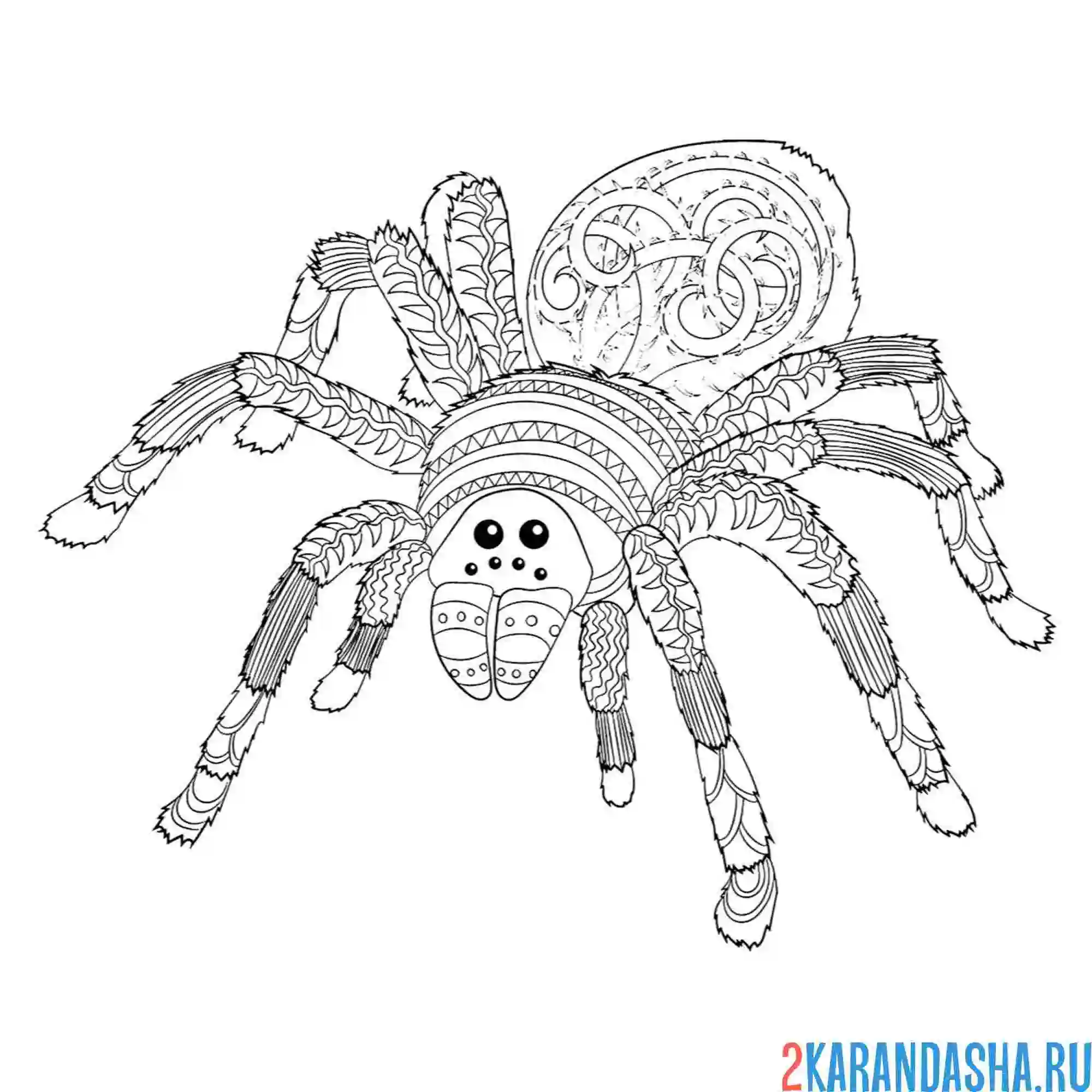 Раскраска насекомый паук антистресс
