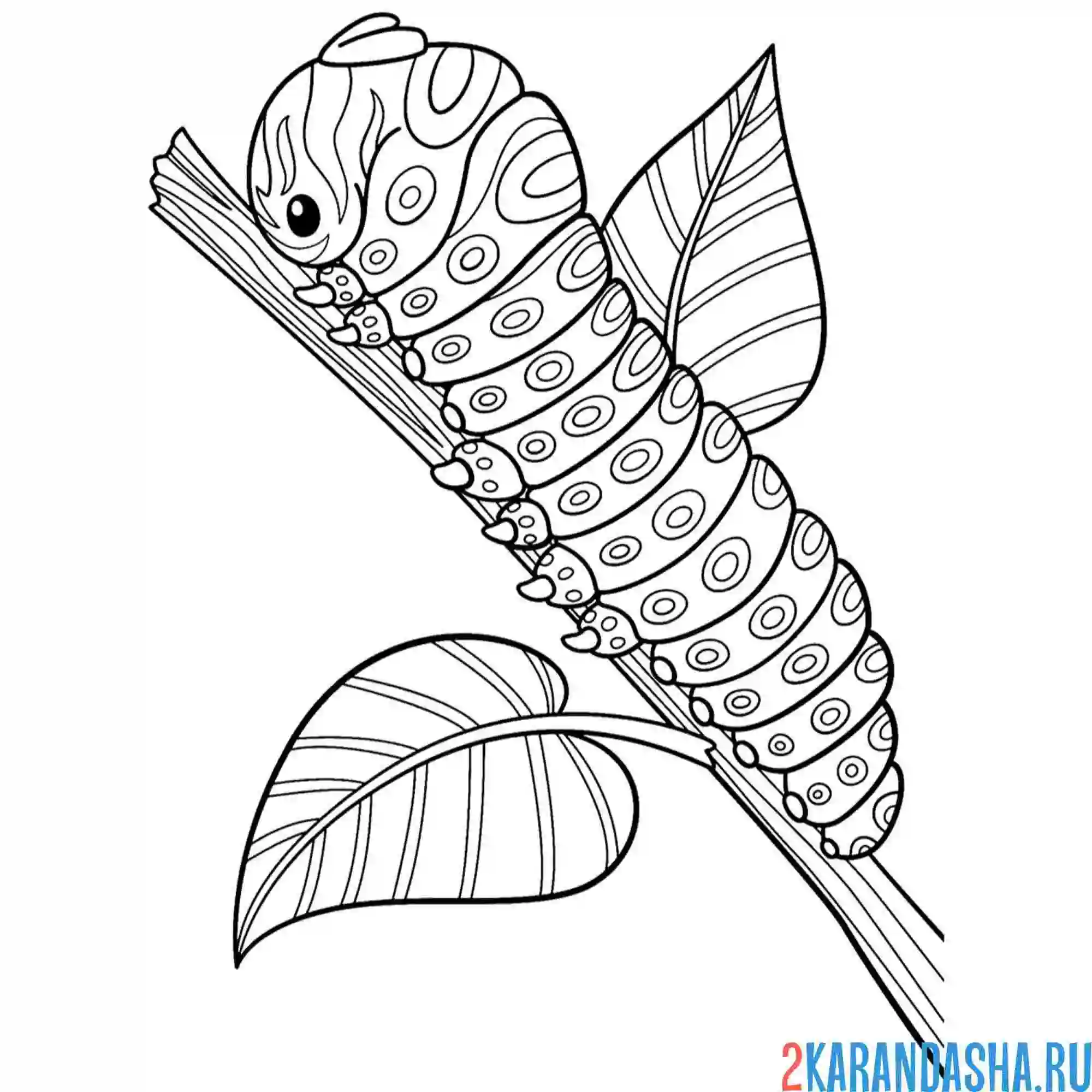 Раскраска гусеница настоящая насекомые