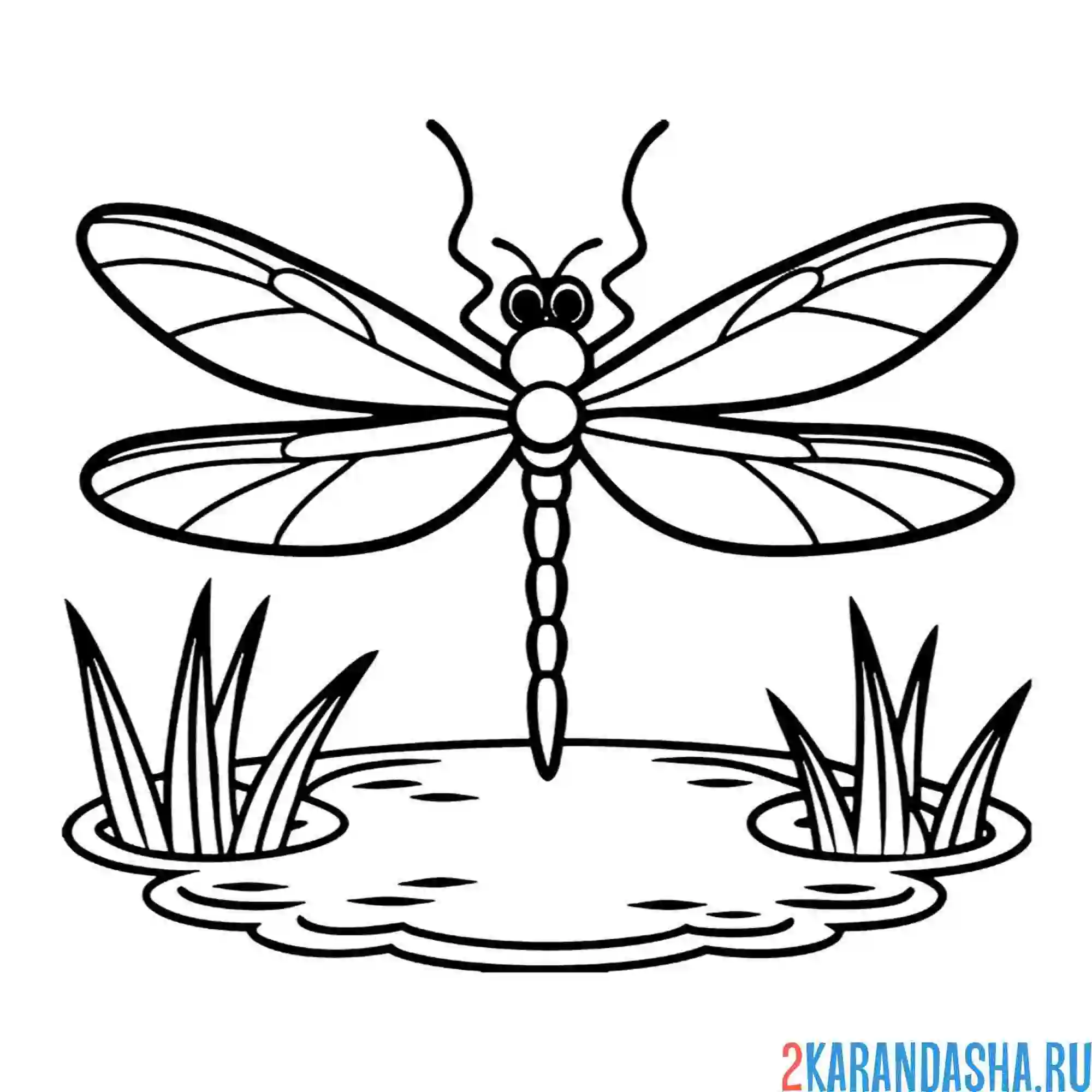 Раскраска стрекоза насекомое