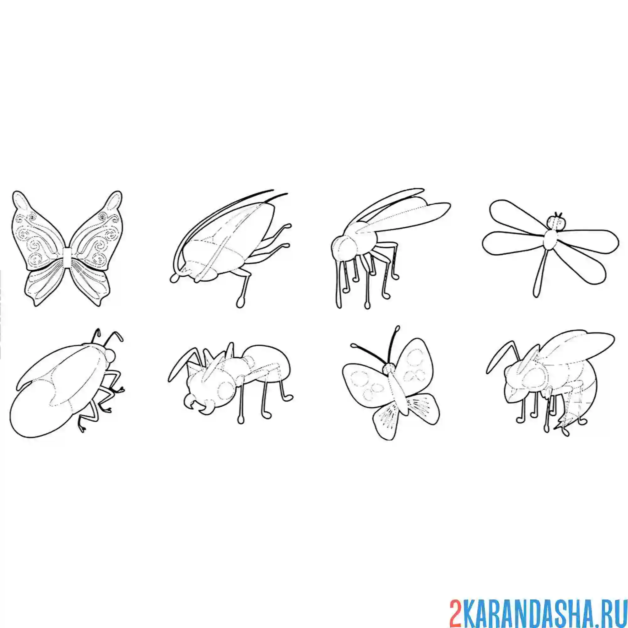 Раскраска летающие насекомые