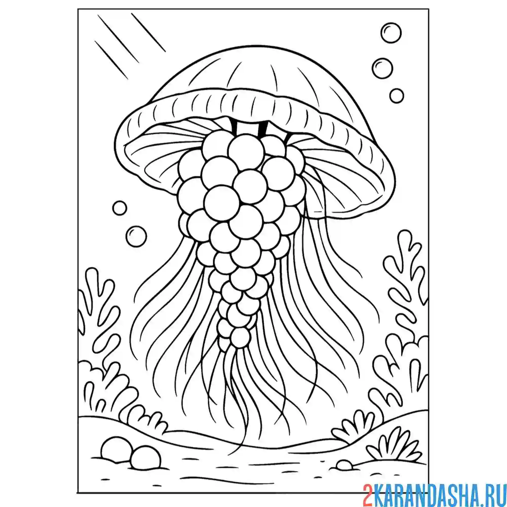 Раскраска виноградо-медуза