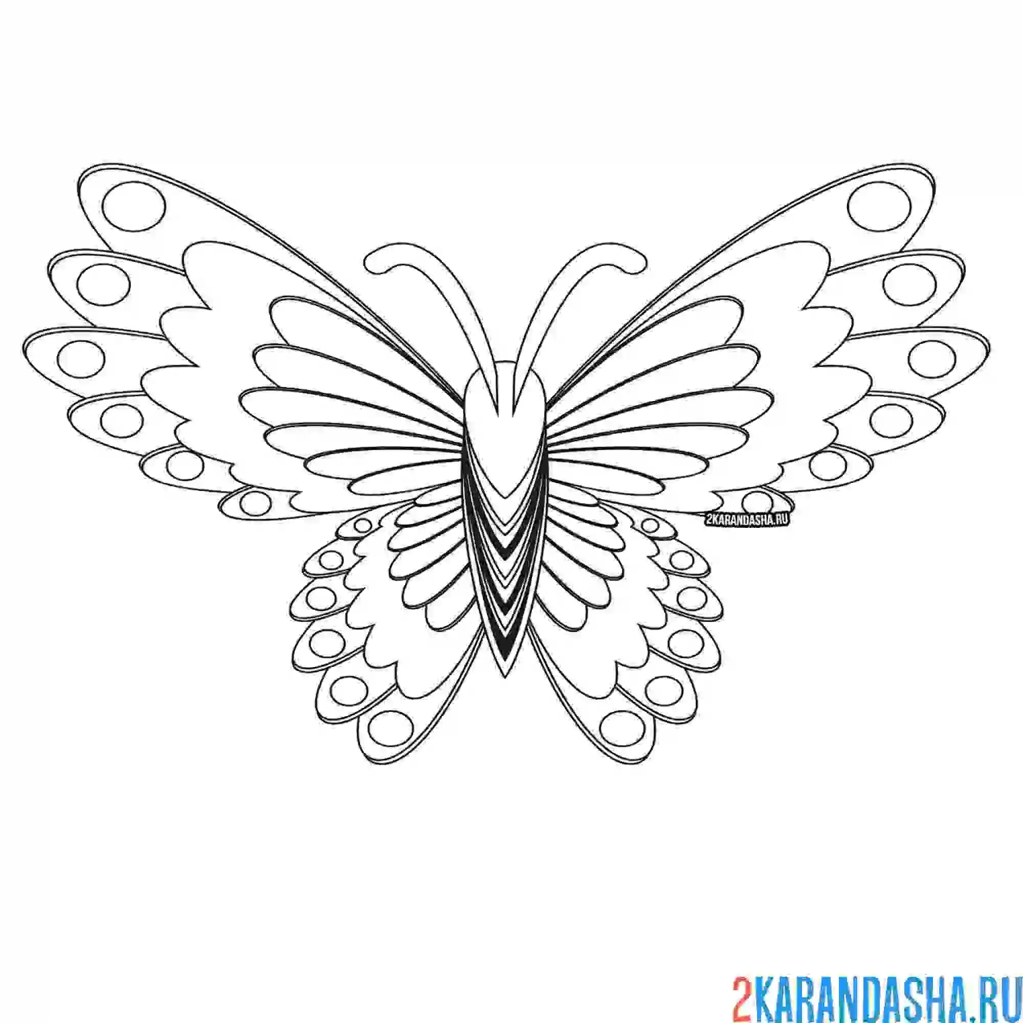 Раскраска необычная бабочка