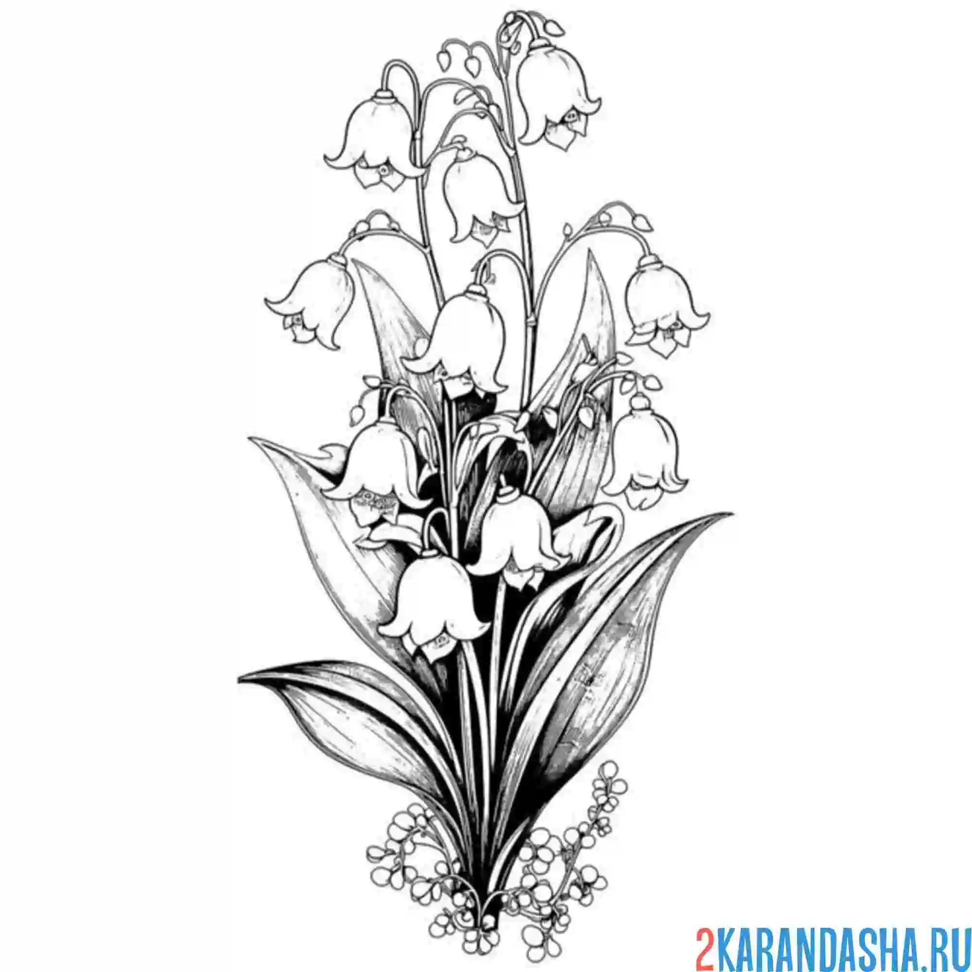 Раскраска ландыши цветочки