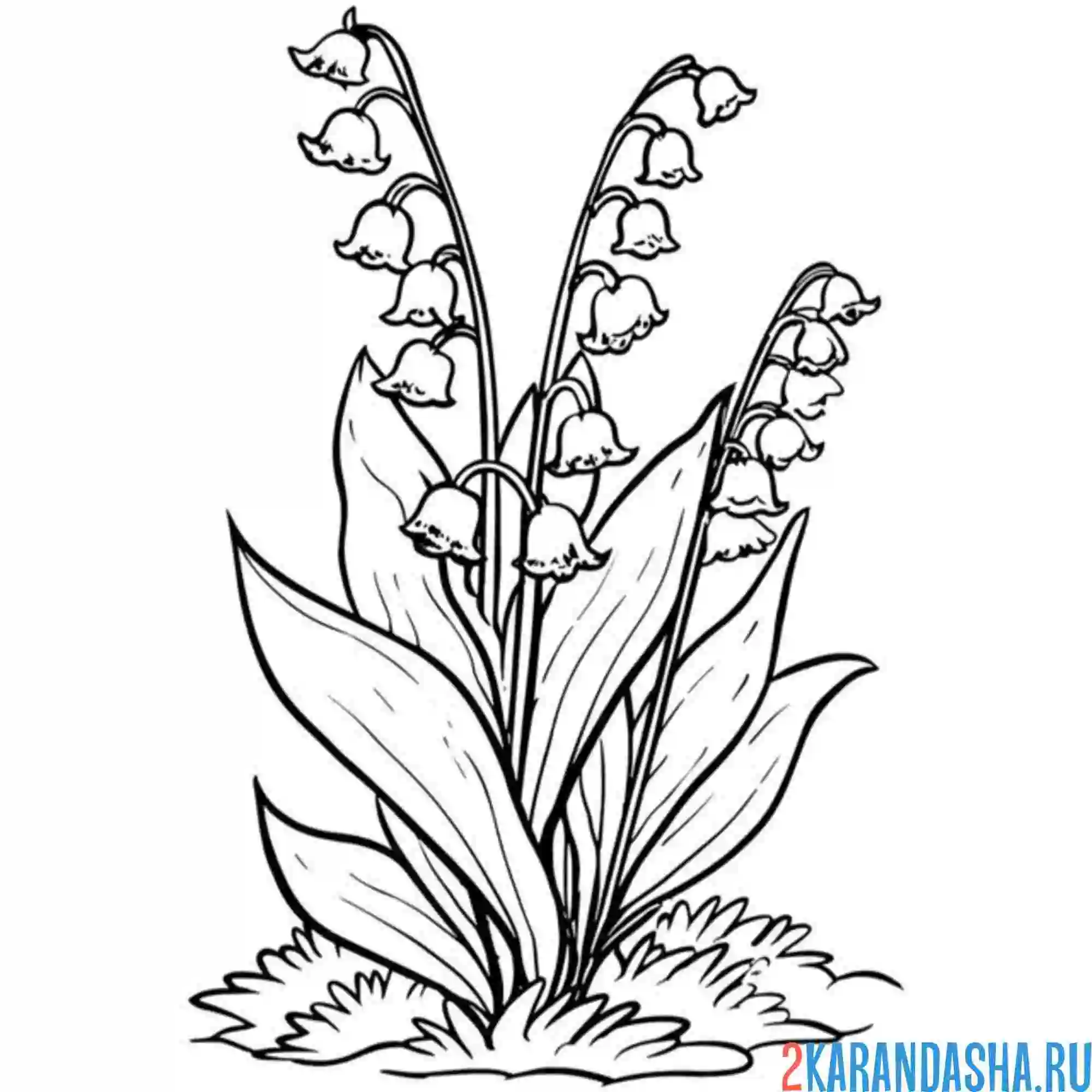 Раскраска ландыши в траве