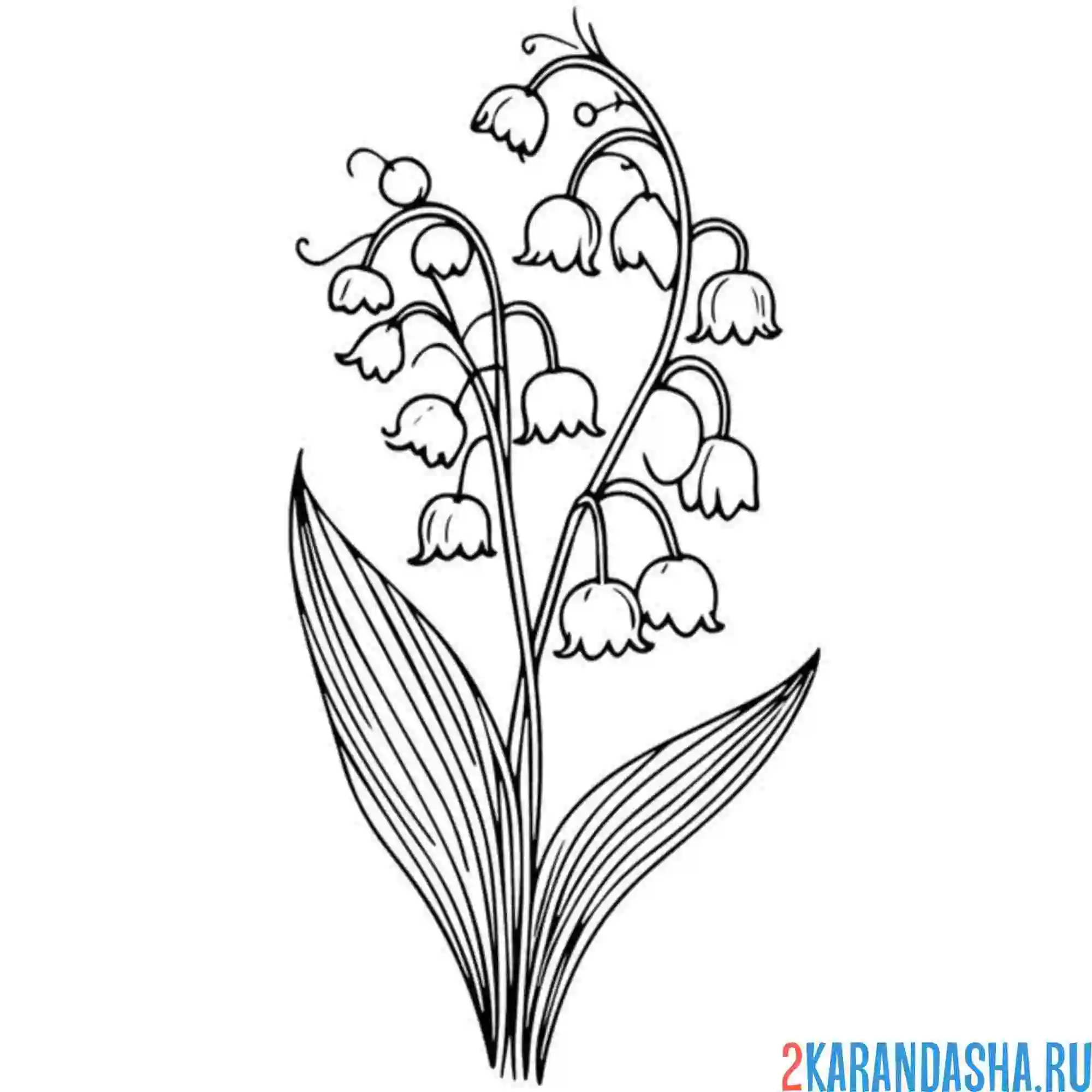 Раскраска ландыши распустились