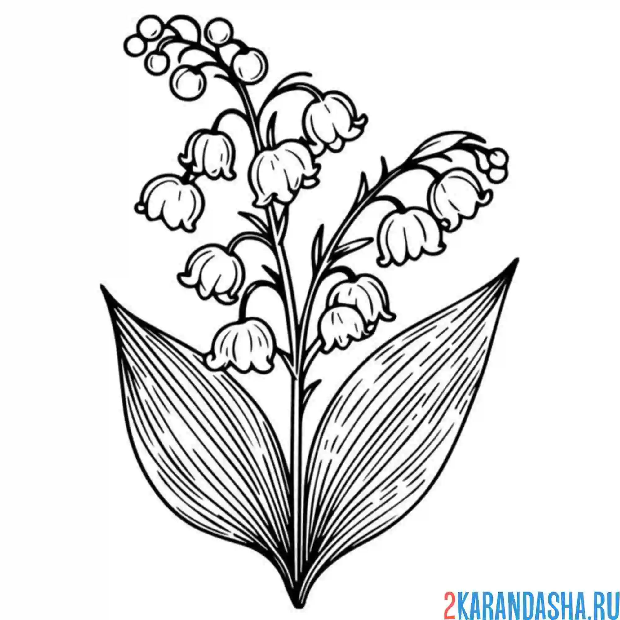 Раскраска ландыши цветы леса