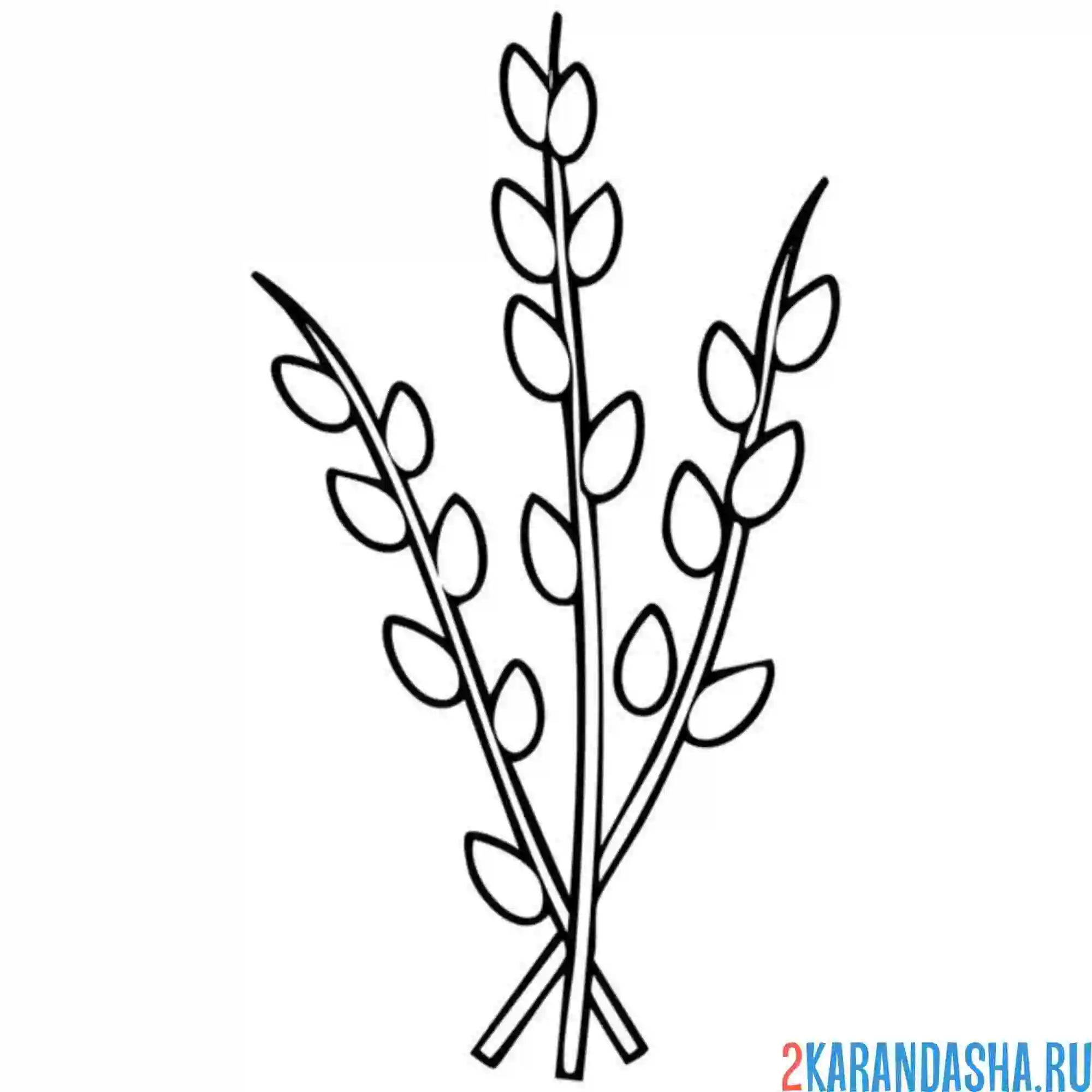 Раскраска верба простая