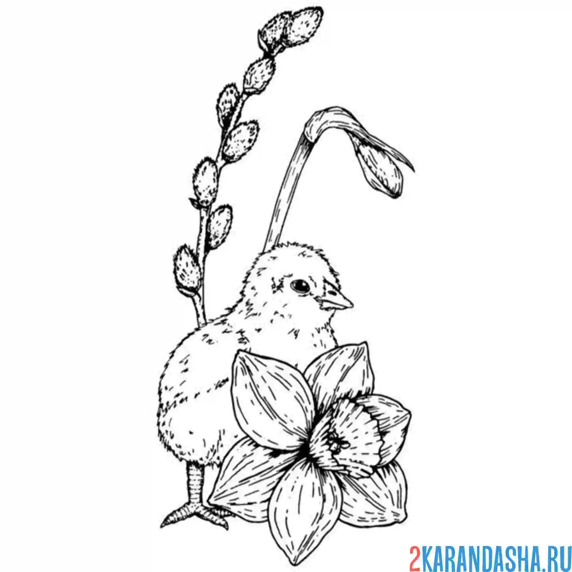 Раскраска цыпленок и верба