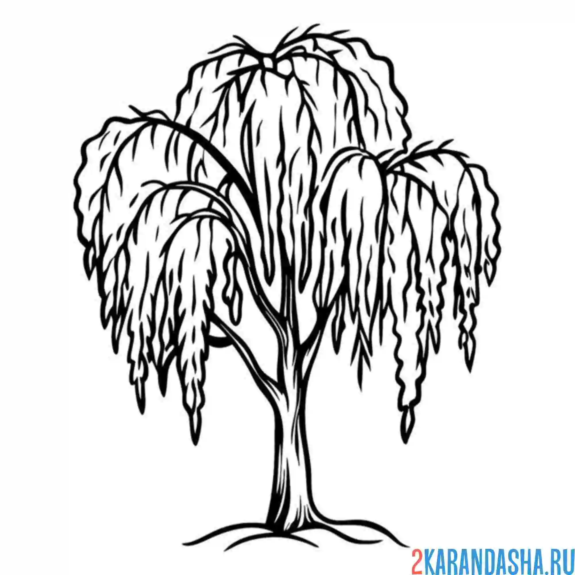 Раскраска верба большое дерево