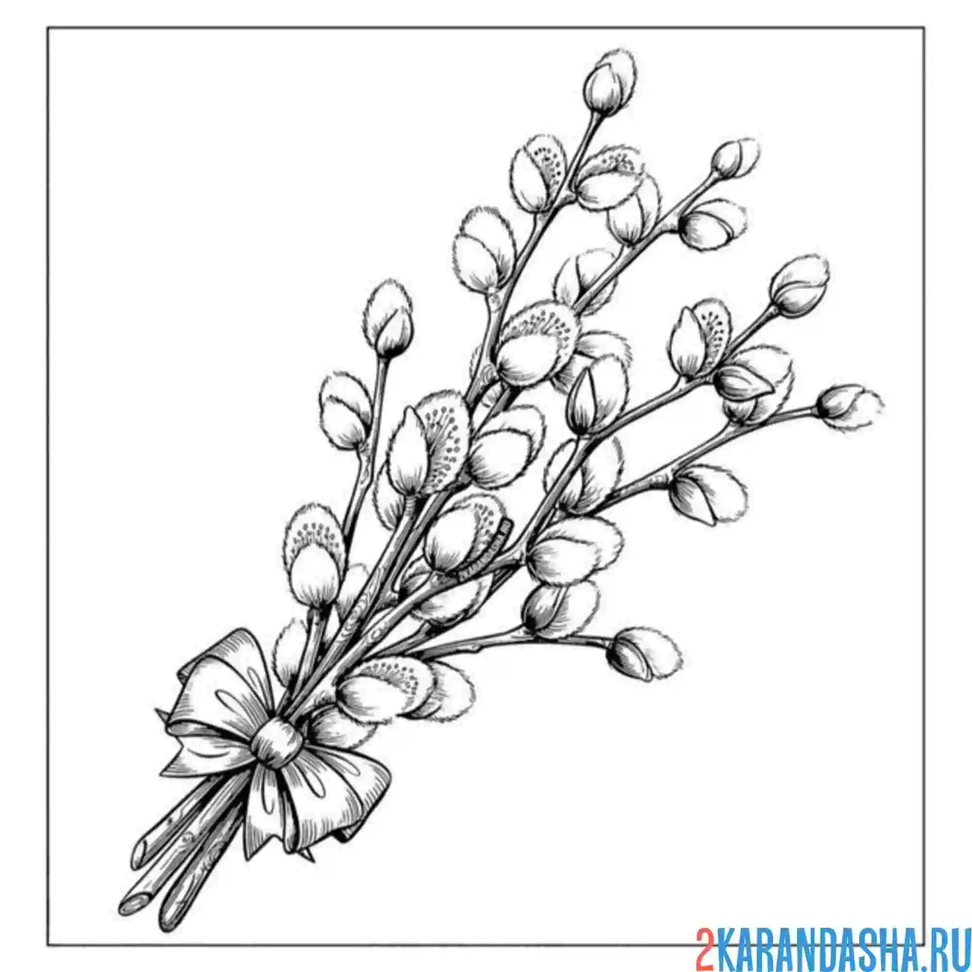 Раскраска верба с бантиком