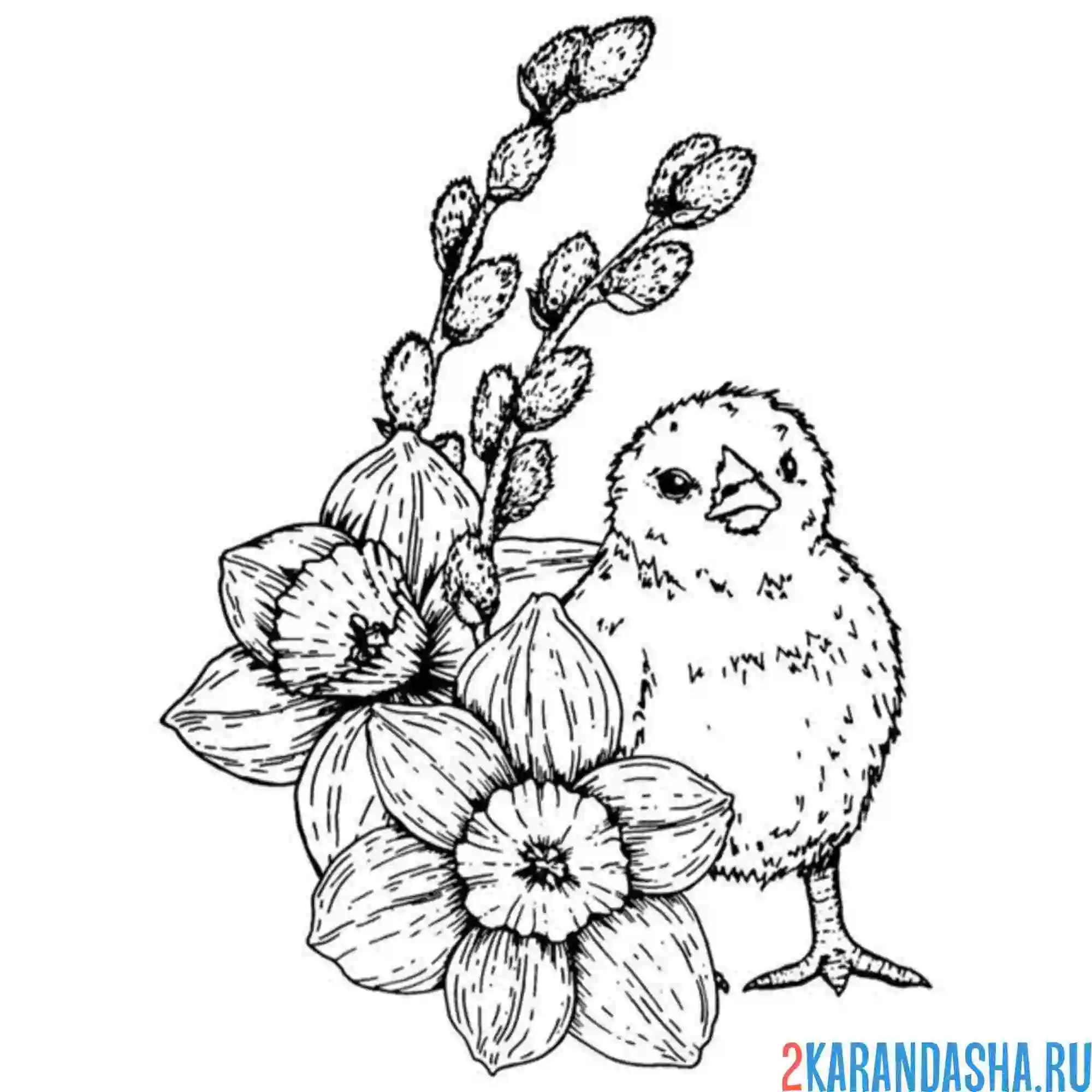 Раскраска малыш цыпленок и верба