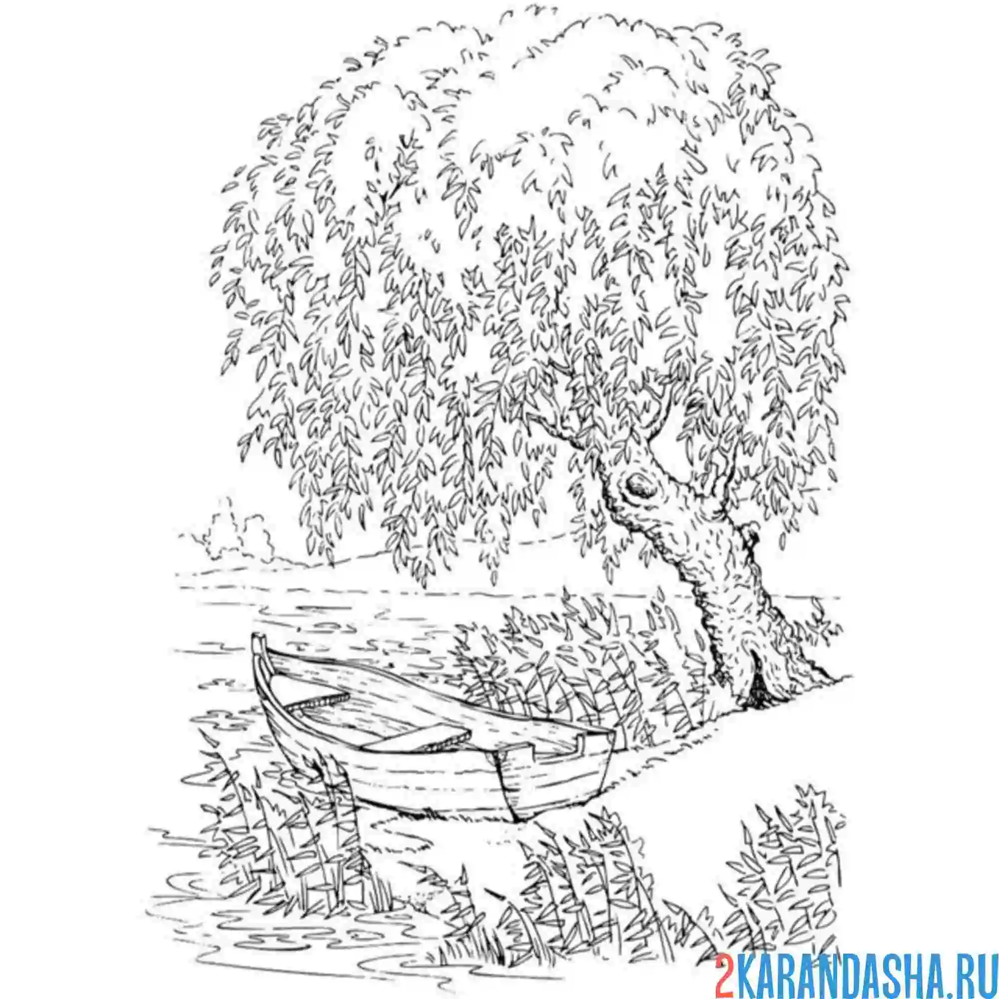 Раскраска парк с деревом верба