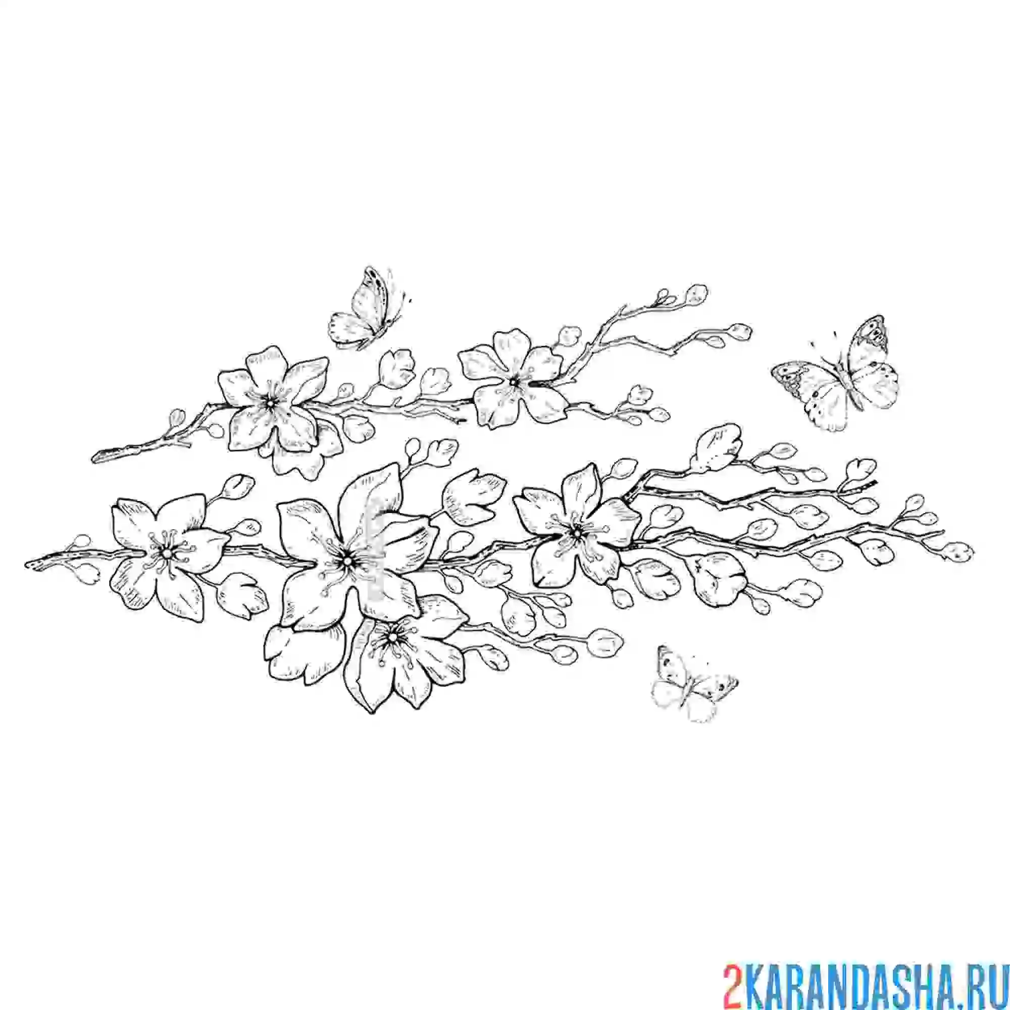 Раскраска весенняя сакура