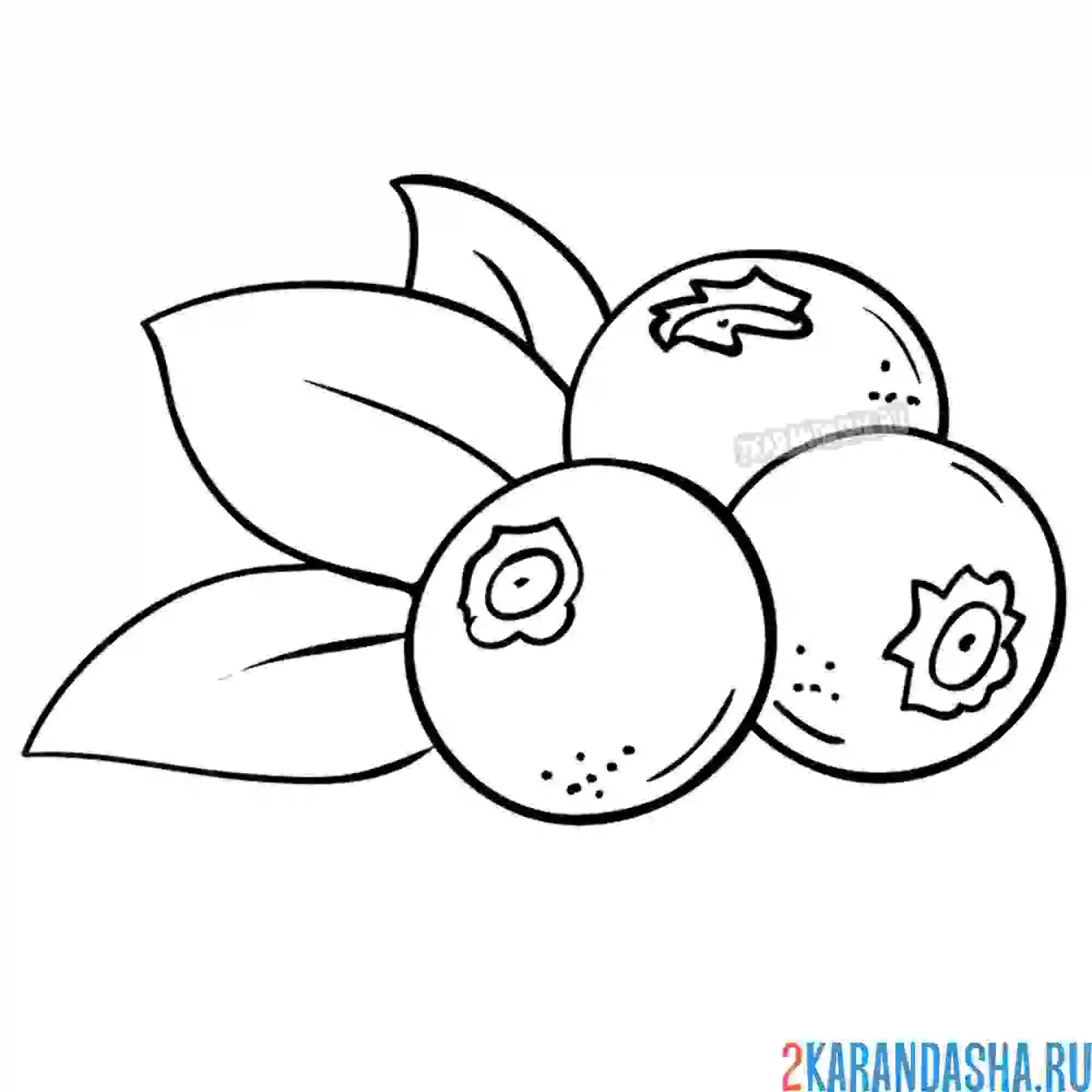 Раскраска черника