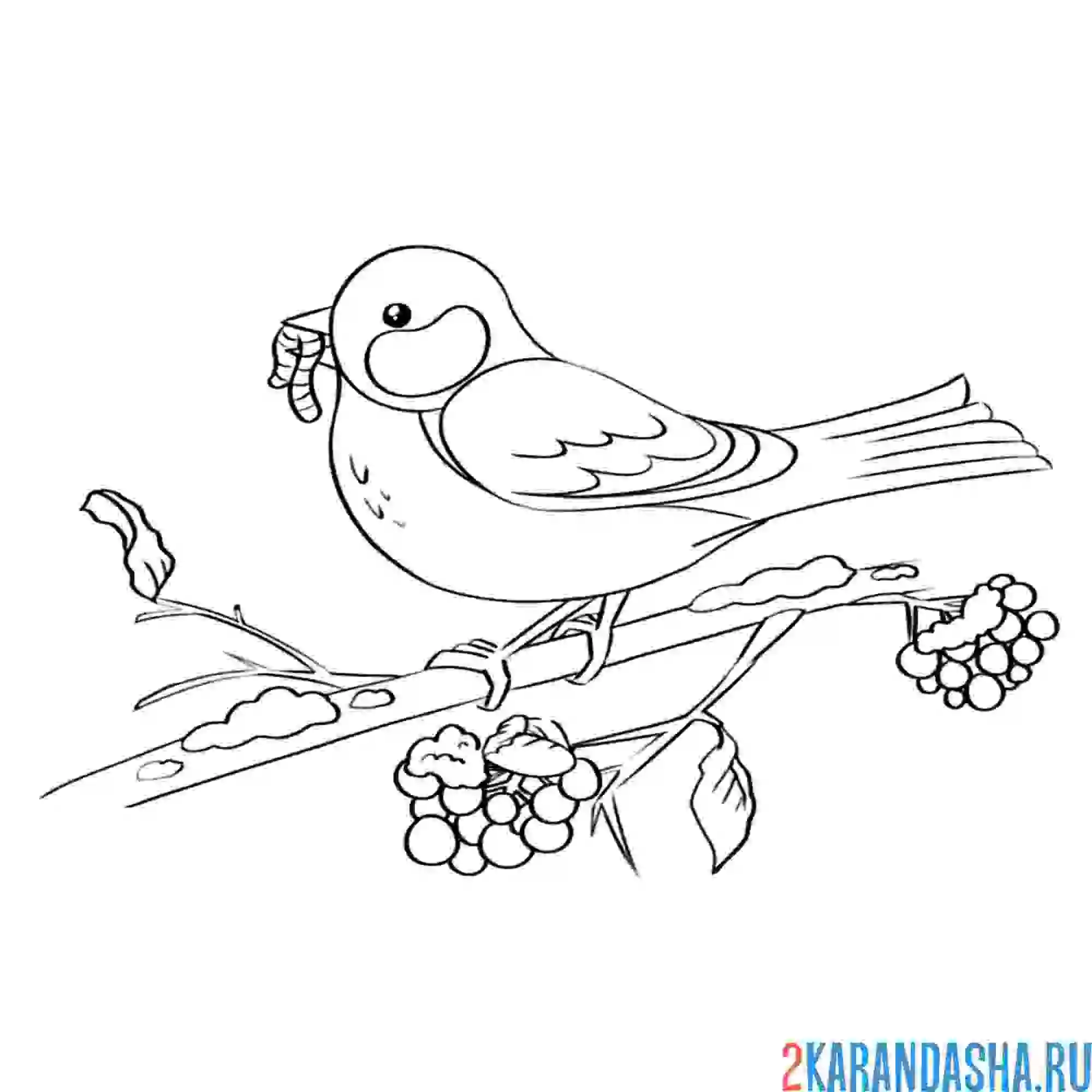 Раскраска весенняя птица