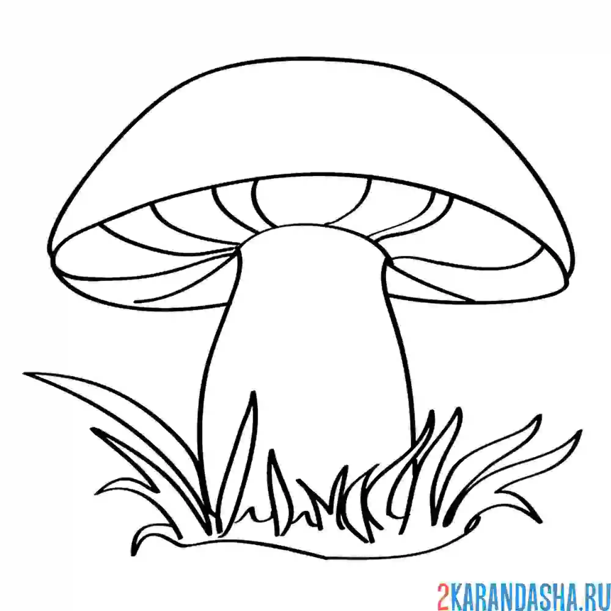 Раскраска гриб
