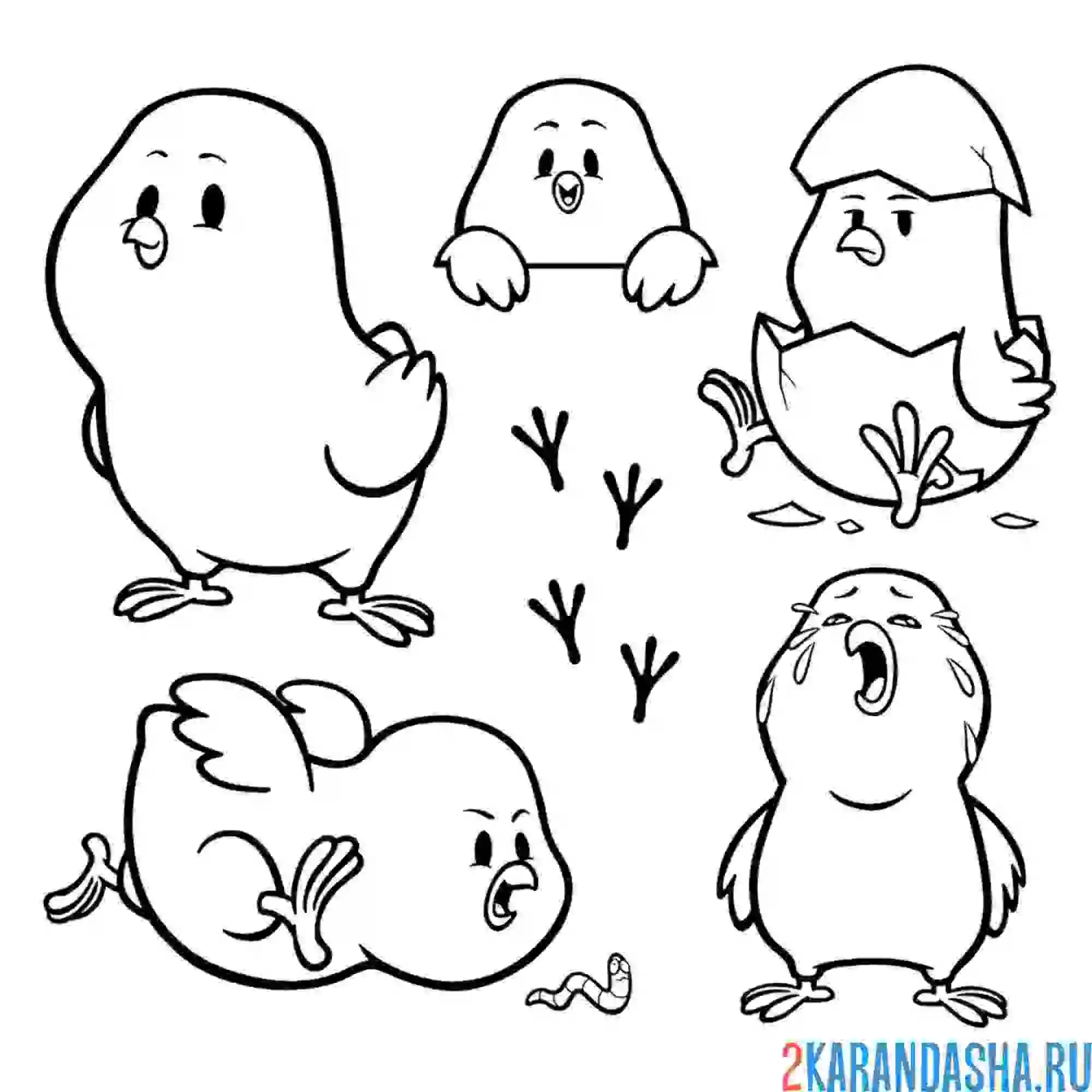 Раскраска цыплята