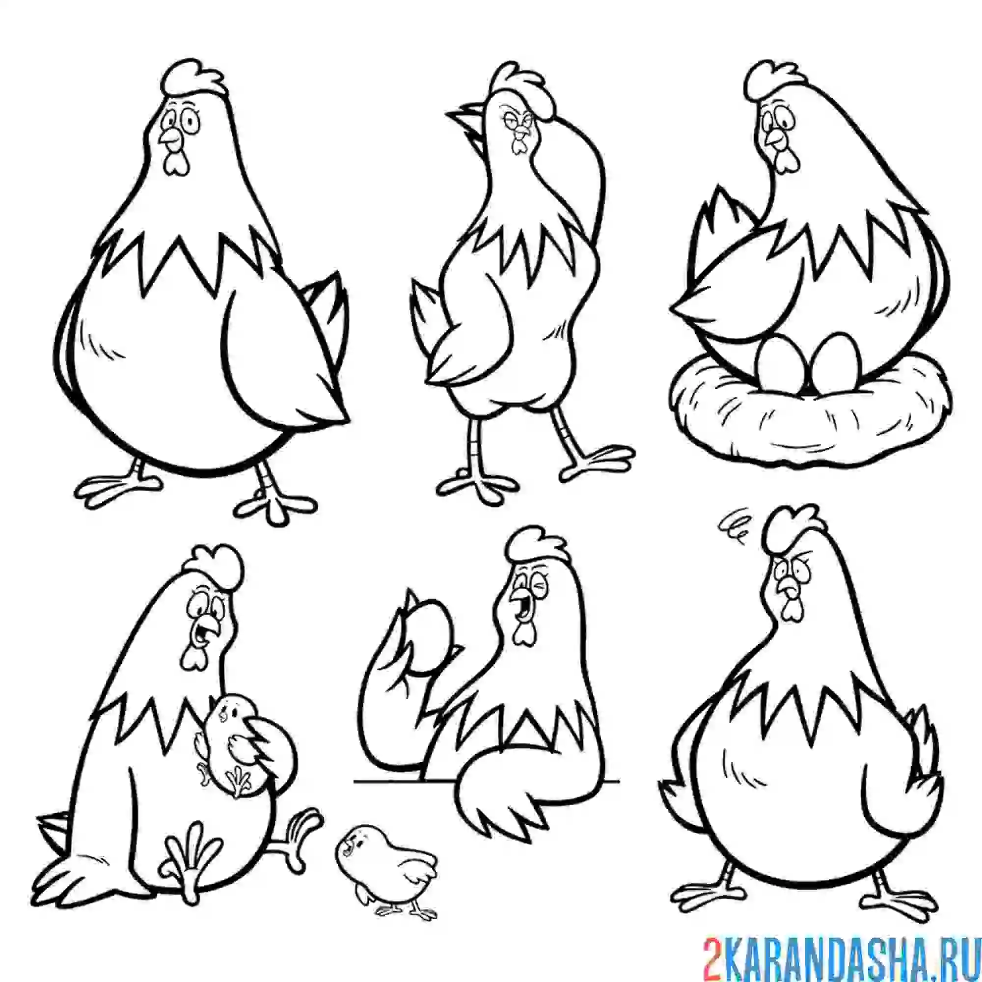 Раскраска птица курица