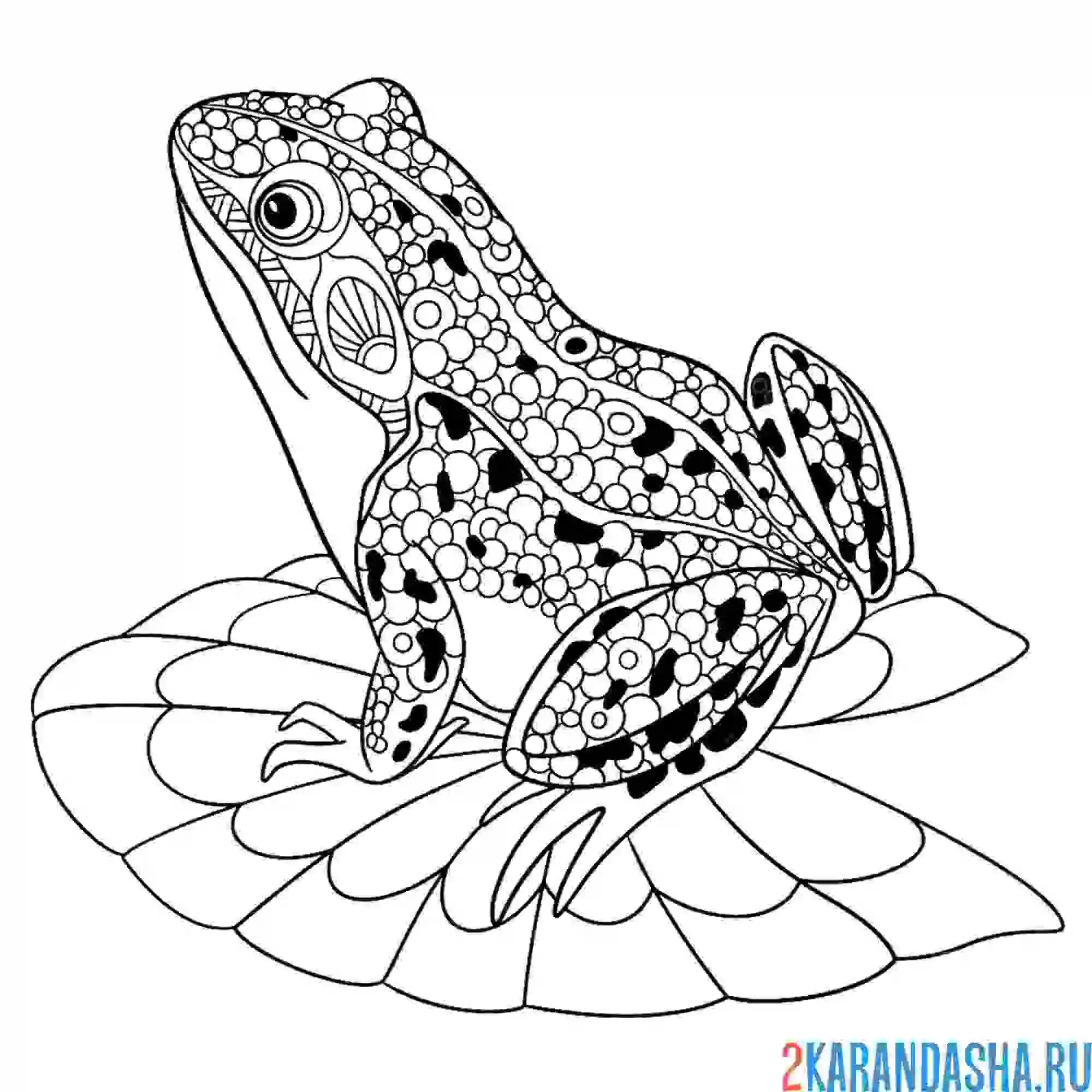 Раскраска лягушка на кувшинке антистресс