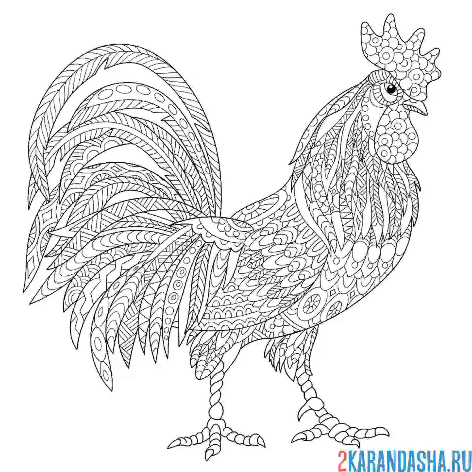 Раскраска птица петух антистресс