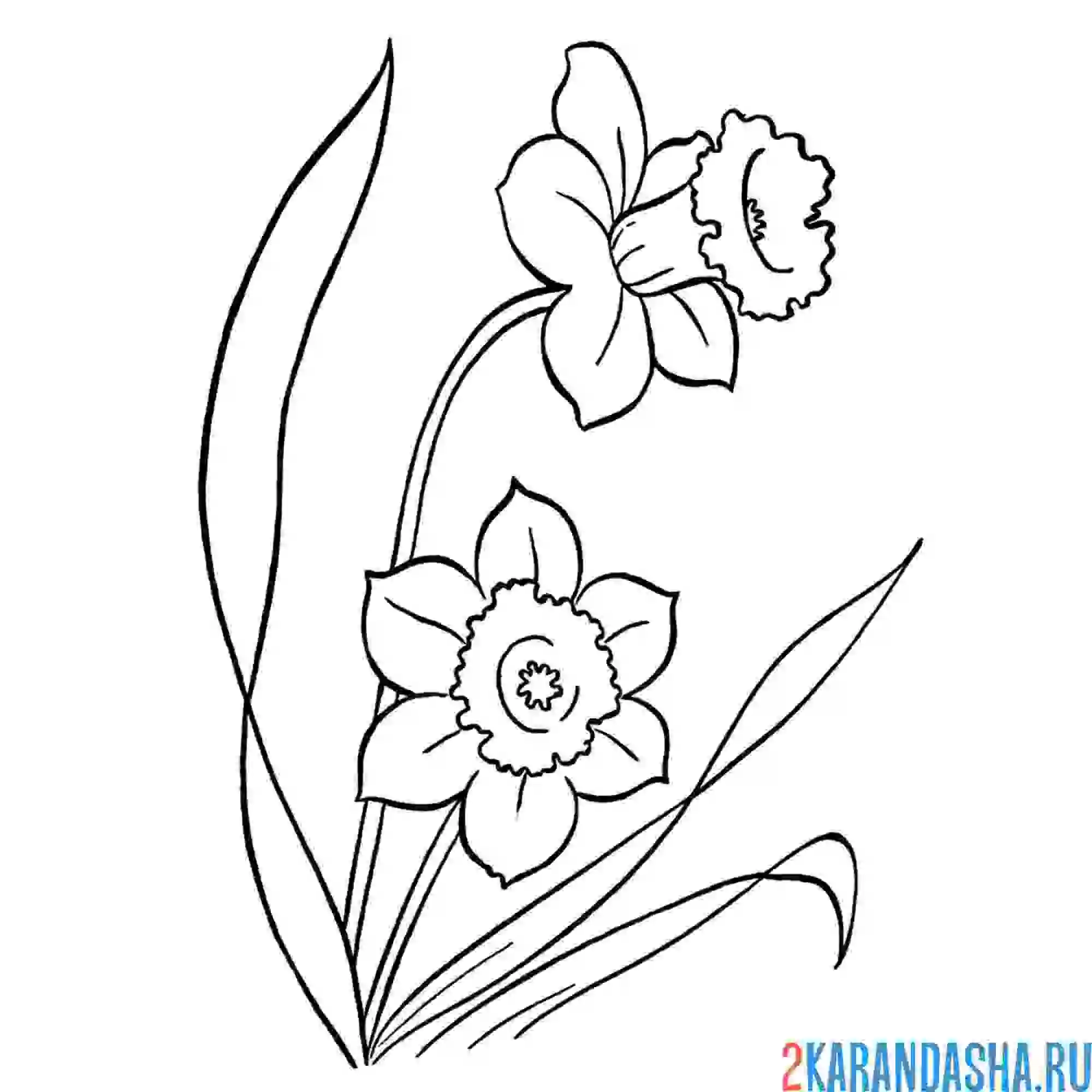 Раскраска весенние цветы распустились нарциссы