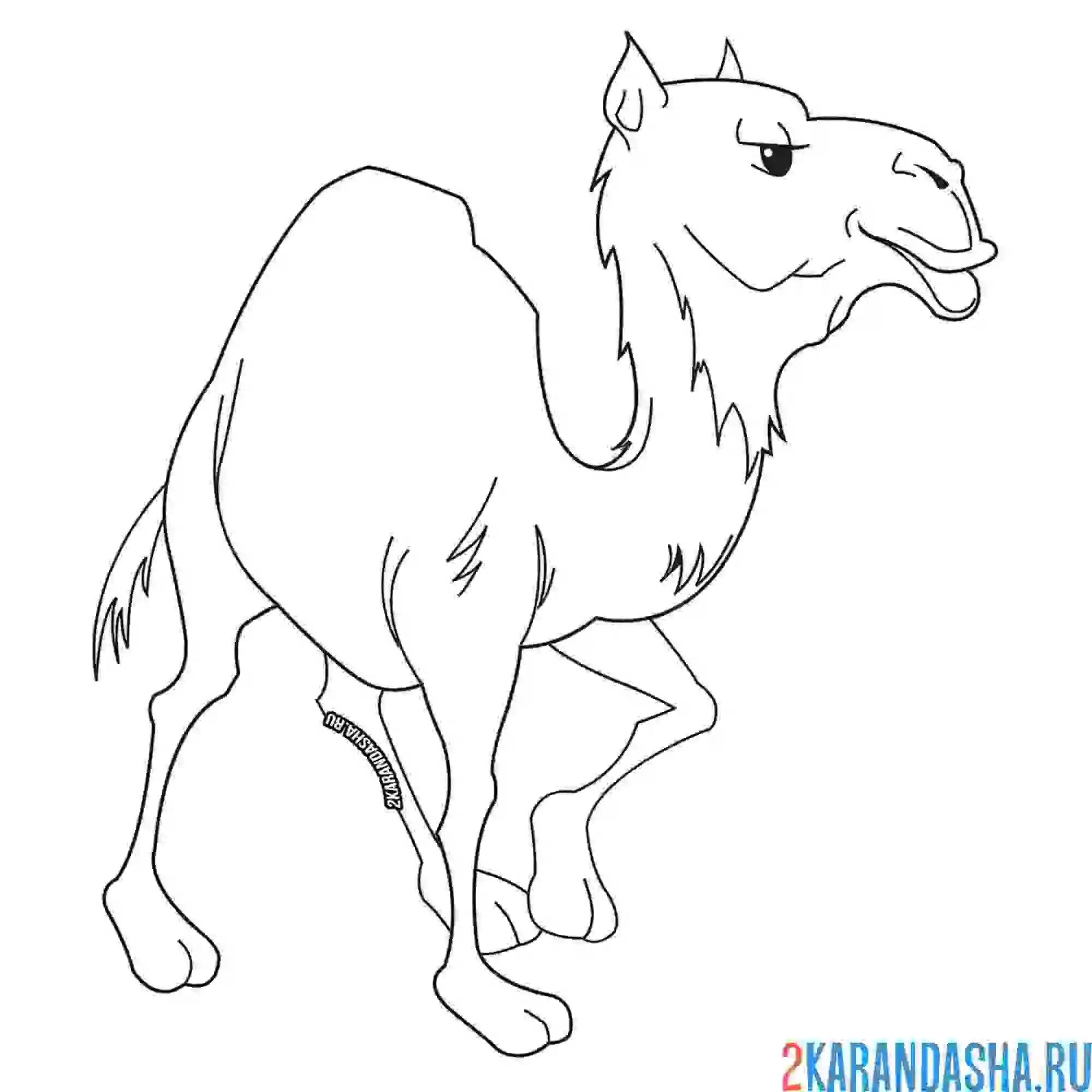 Раскраска деловой верблюд смотрит вперед