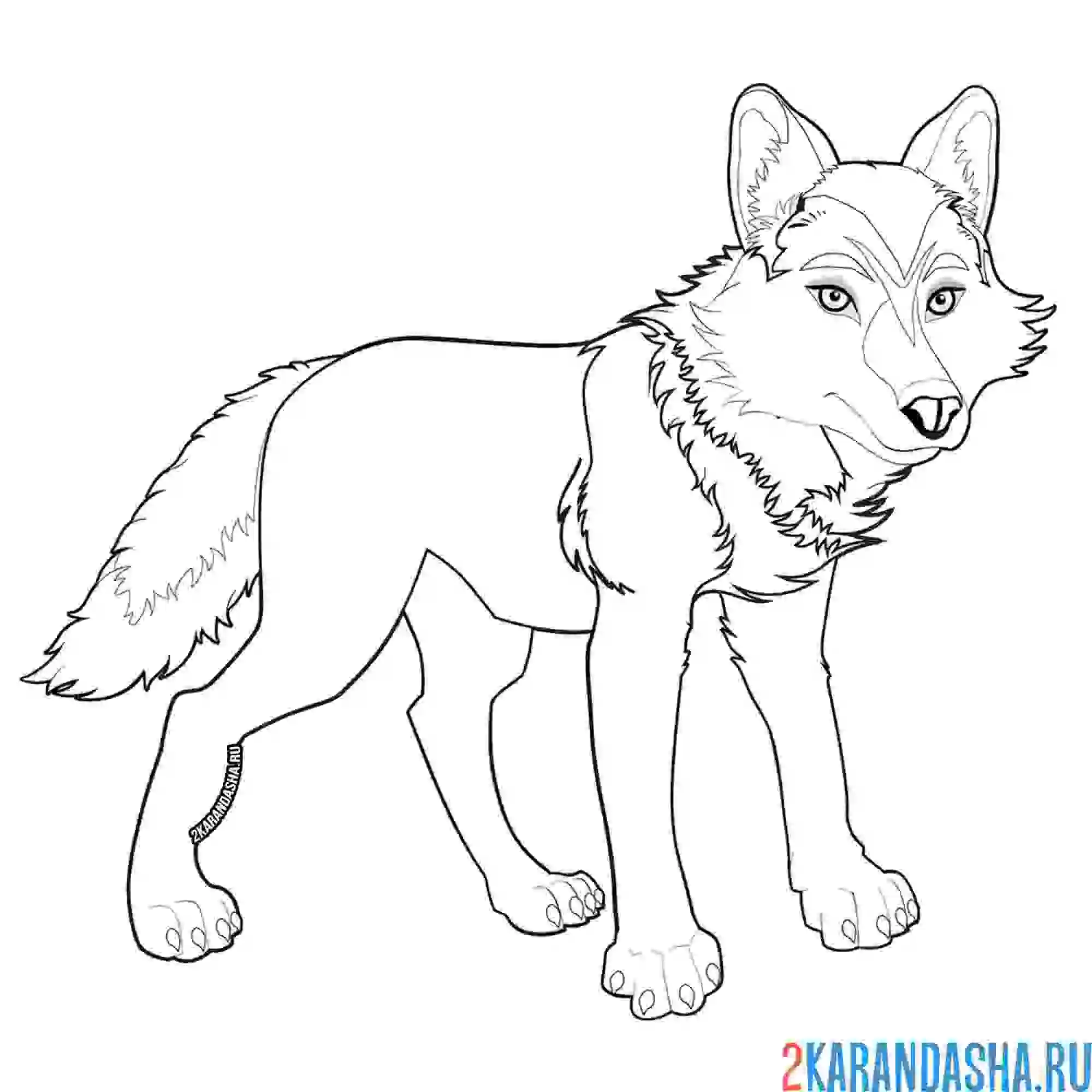 Раскраска волк-вожак