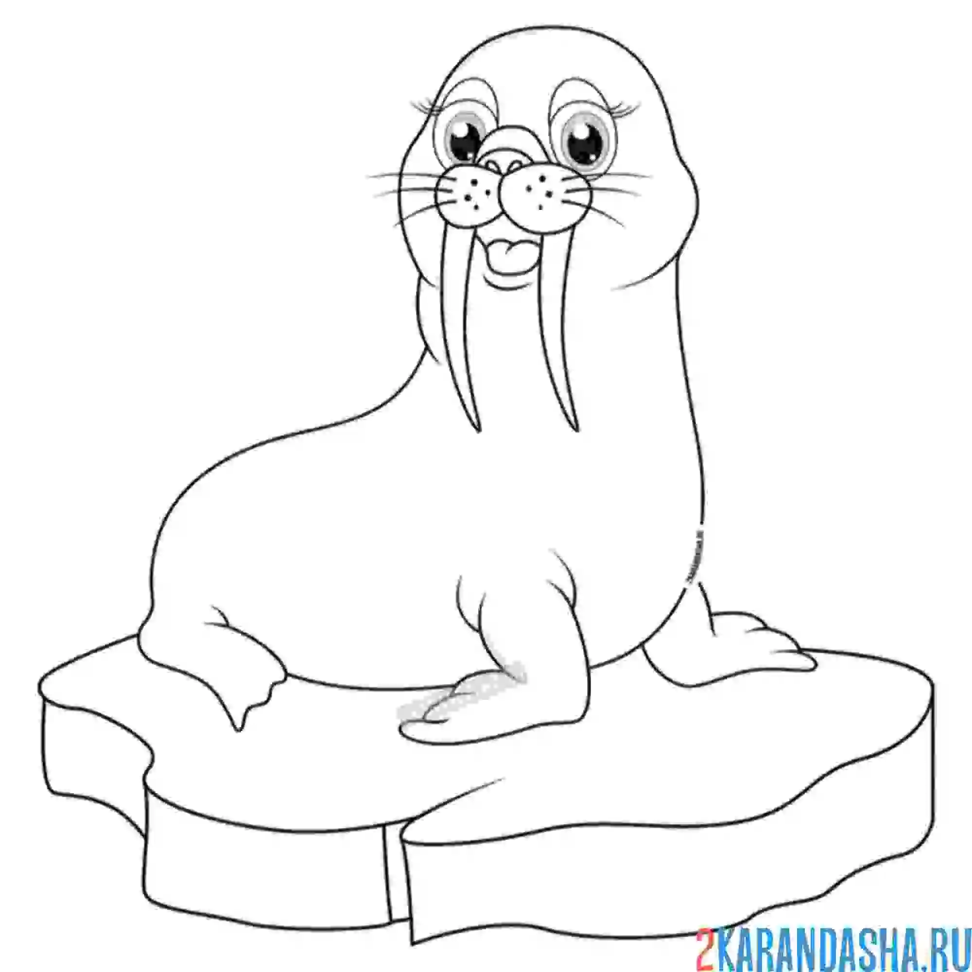 Раскраска молодой моржик