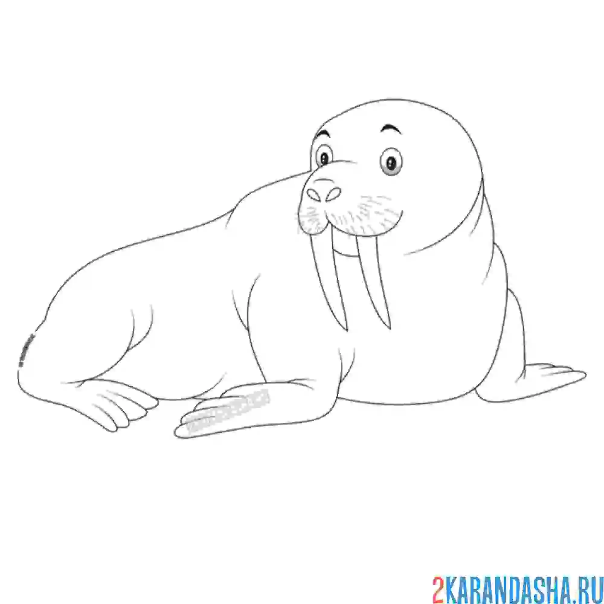 Раскраска толстый морж