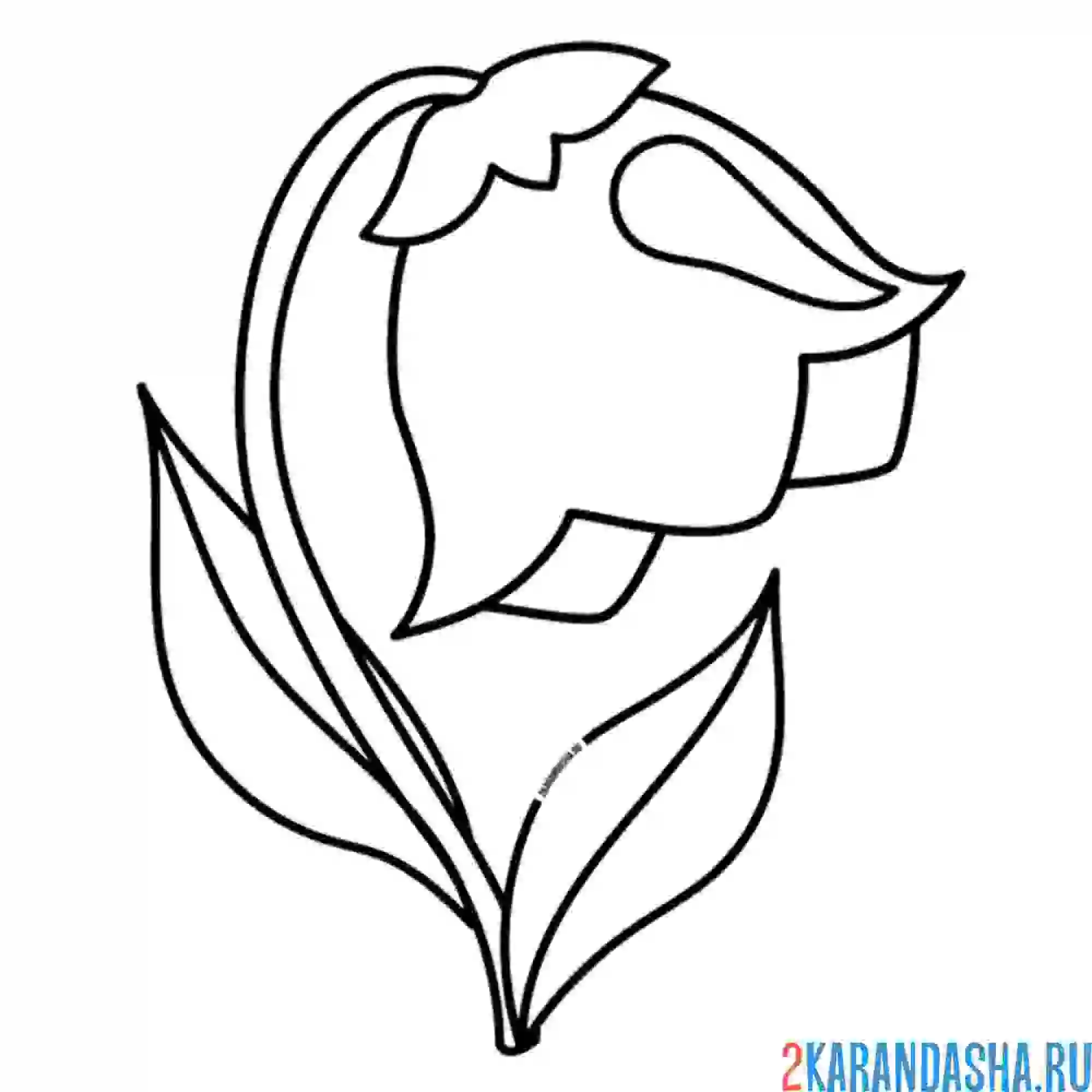 Раскраска цветочек тюльпан