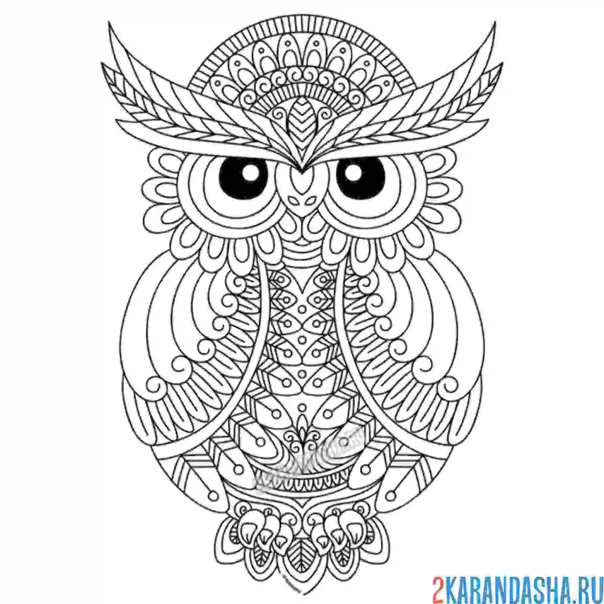 Раскраска филин