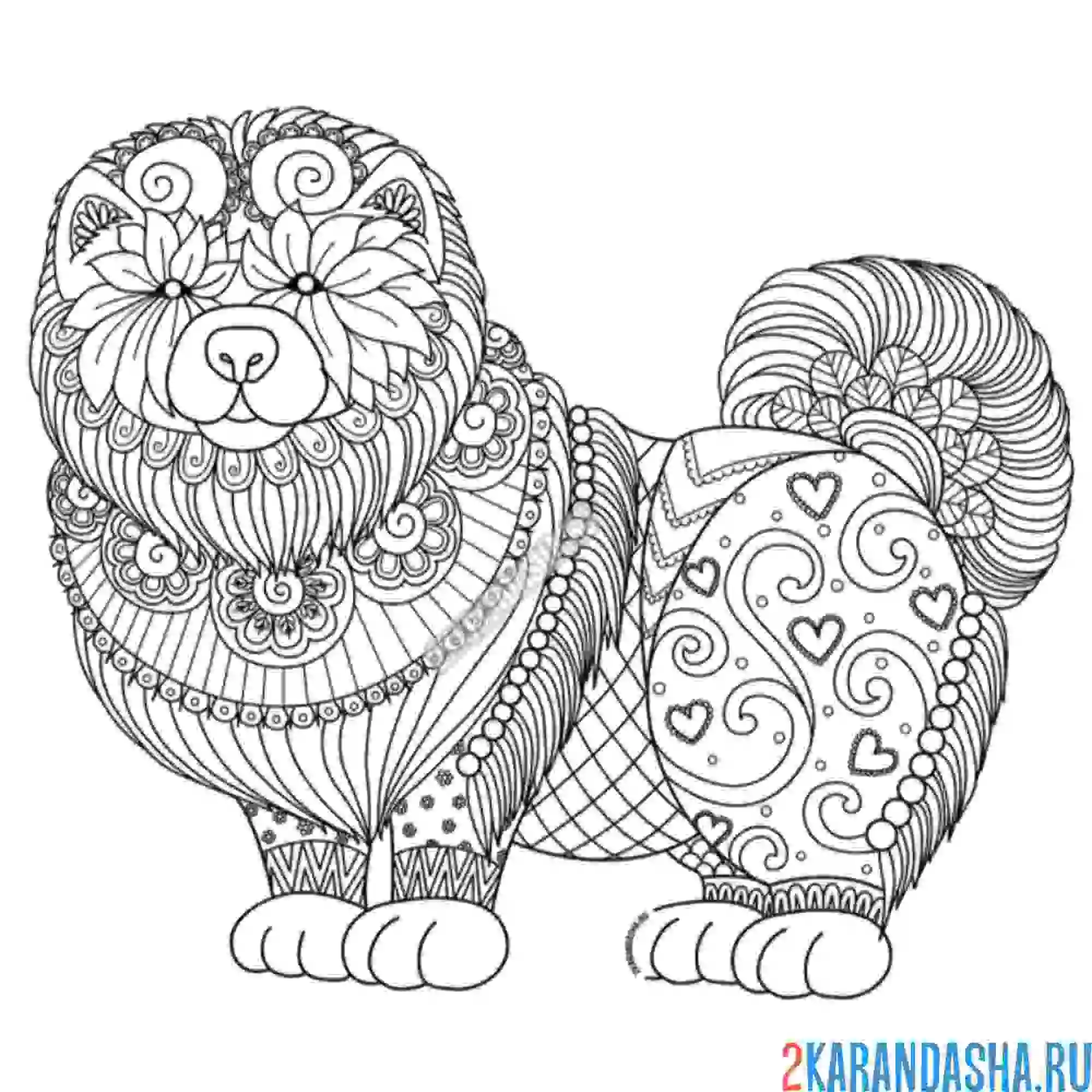 Раскраска красивая собака чао-чао