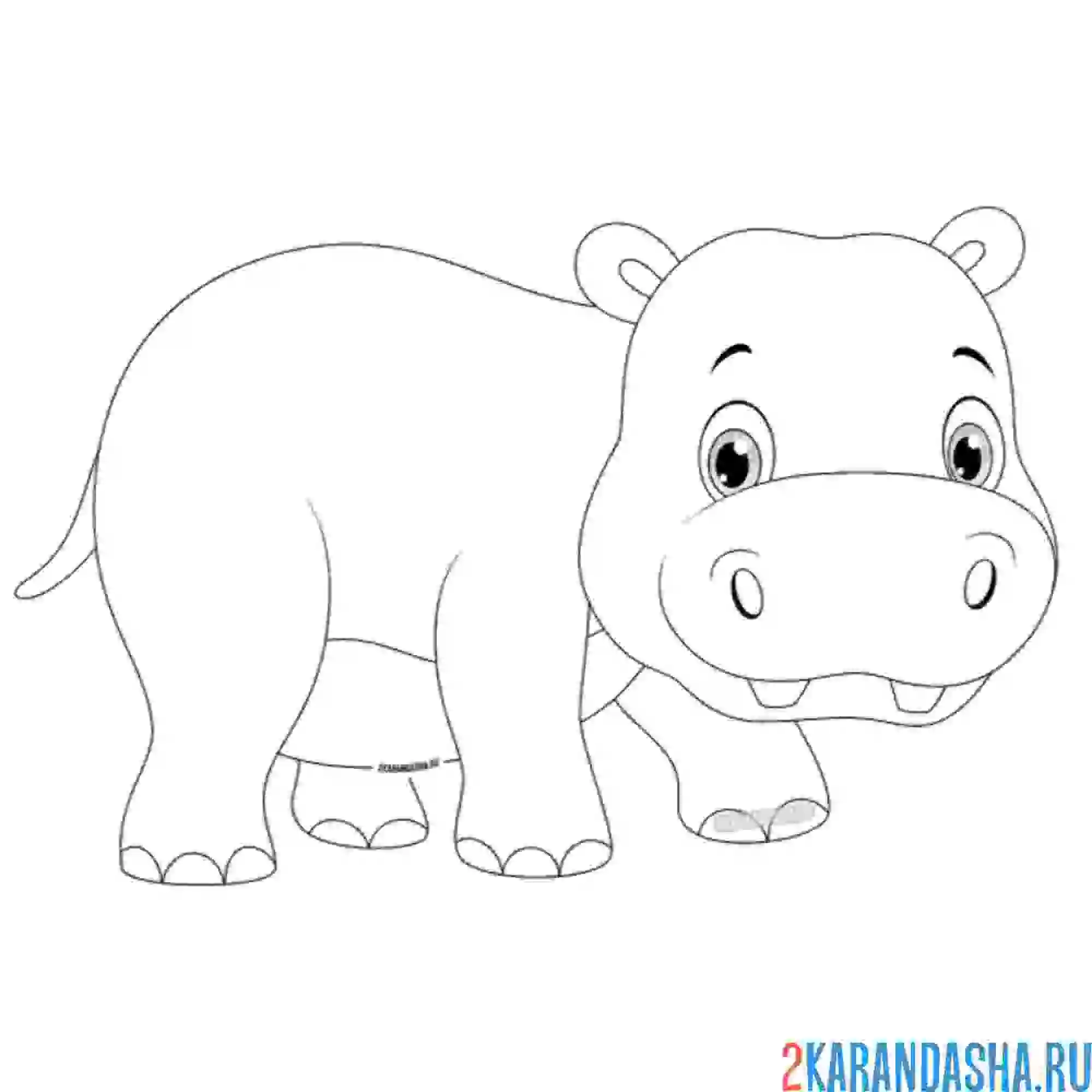 Раскраска чистенький малыш бегемотик