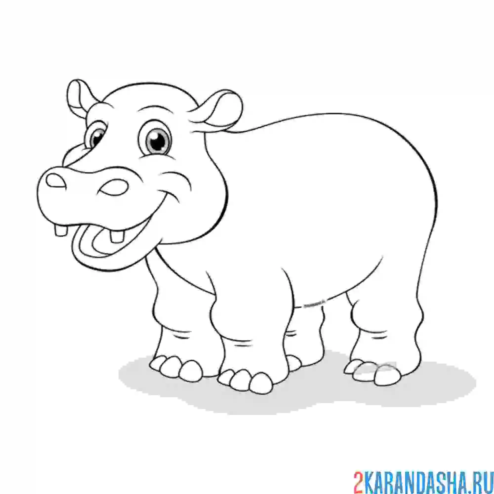 Раскраска гиппопотам