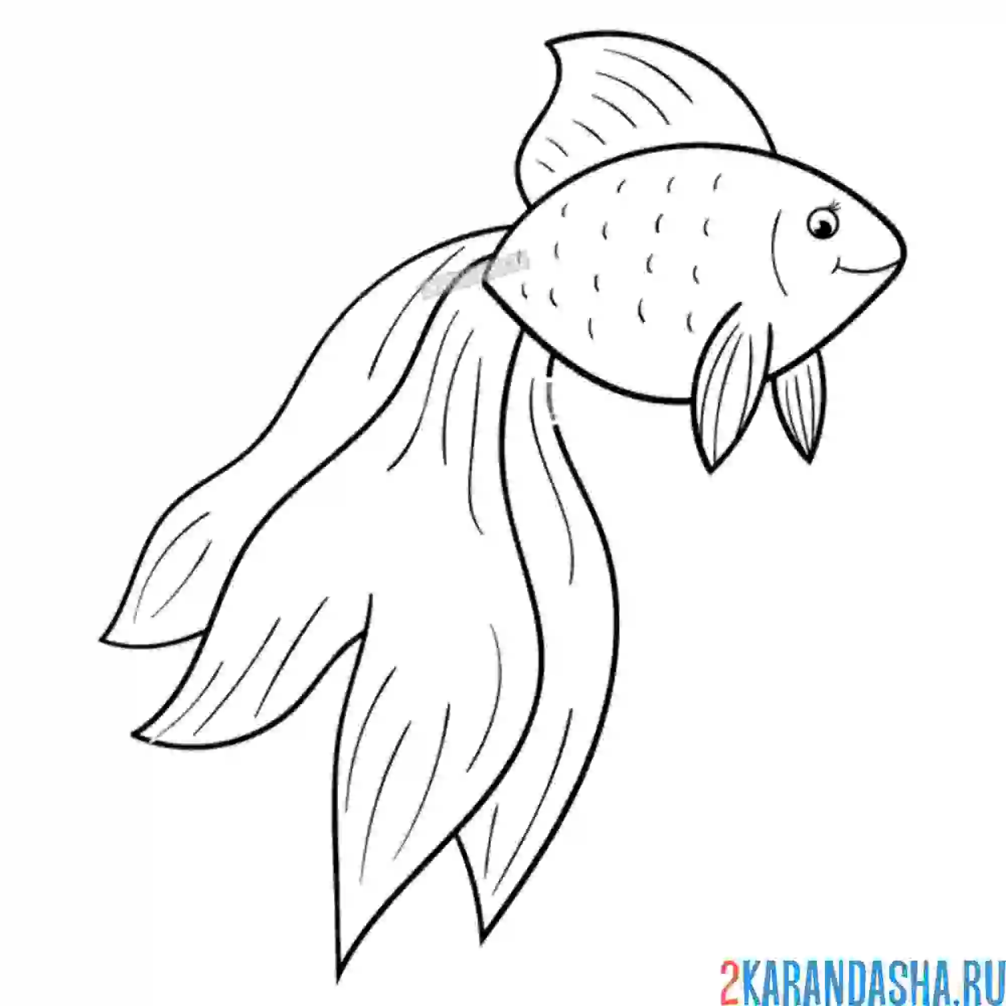 Раскраска стройная золотая рыбка с длинным хвостом