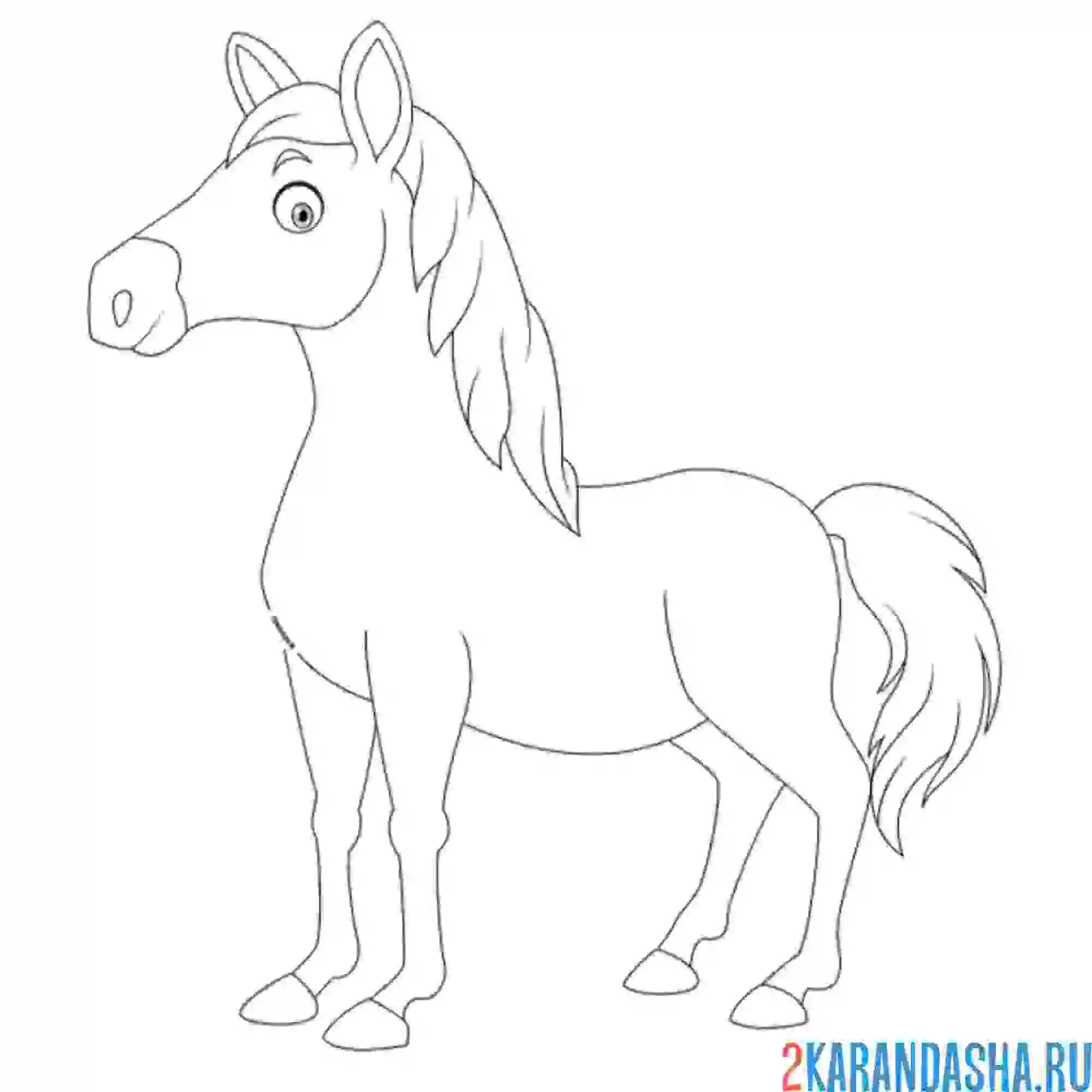 Раскраска полевой жеребец