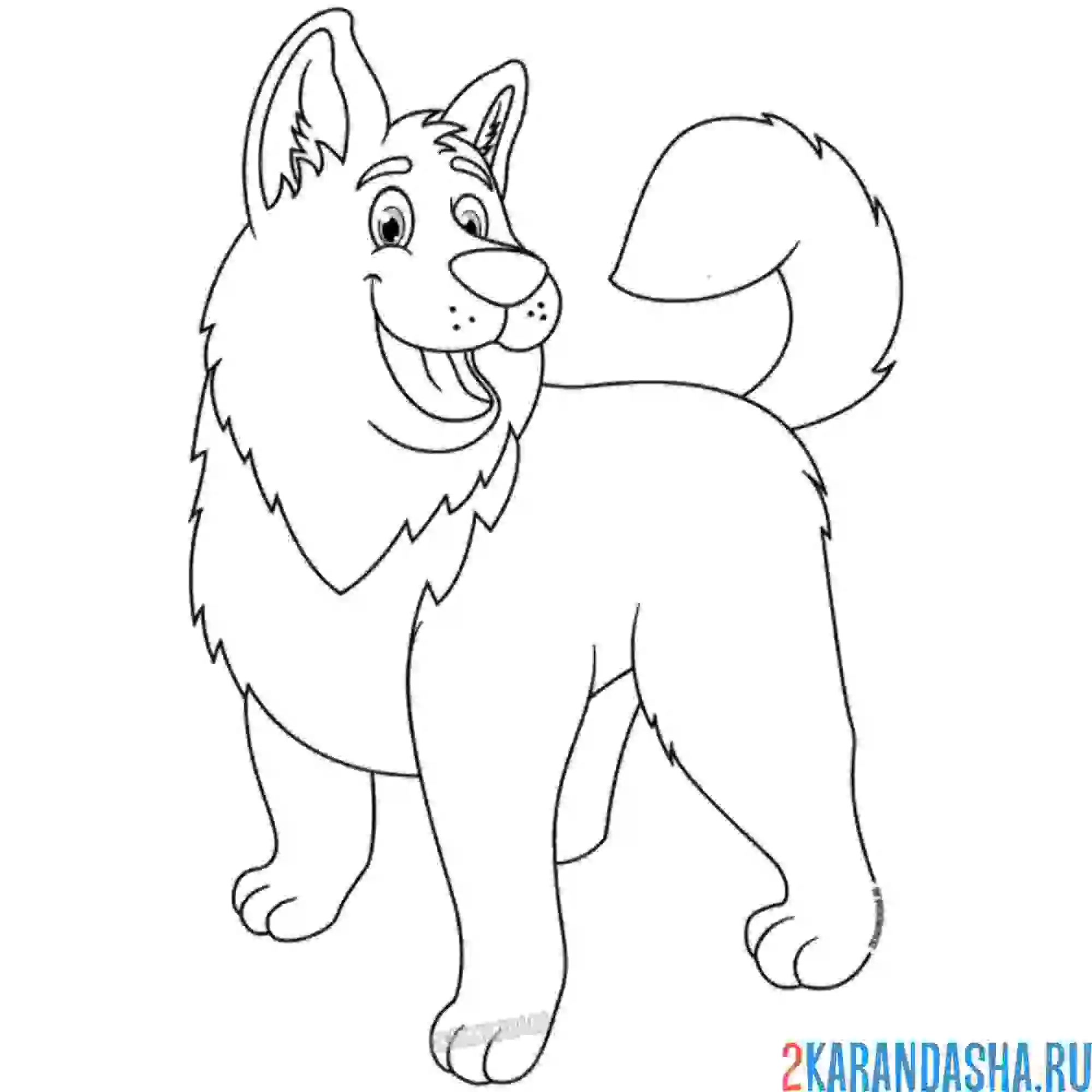 Раскраска добрая собачка хаски