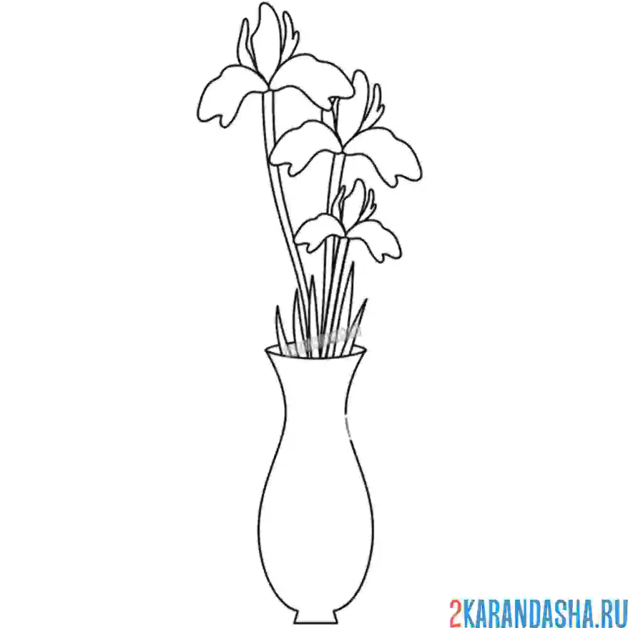 Раскраска цветочки ирисы в вазе