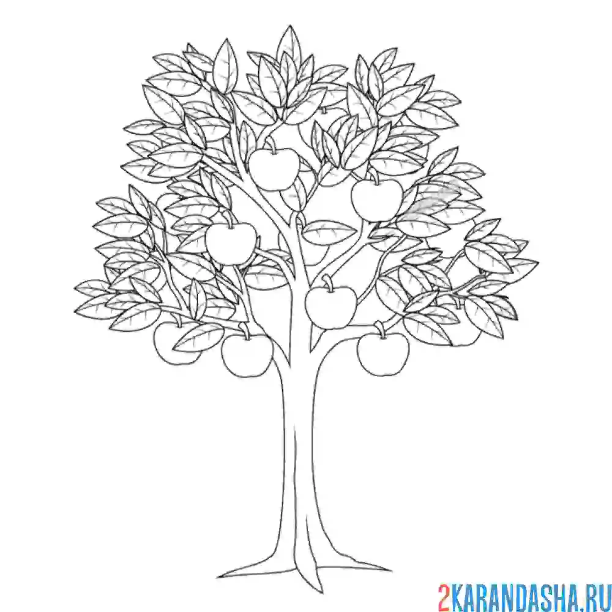 Раскраска дерево с яблоками, яблоня, лето