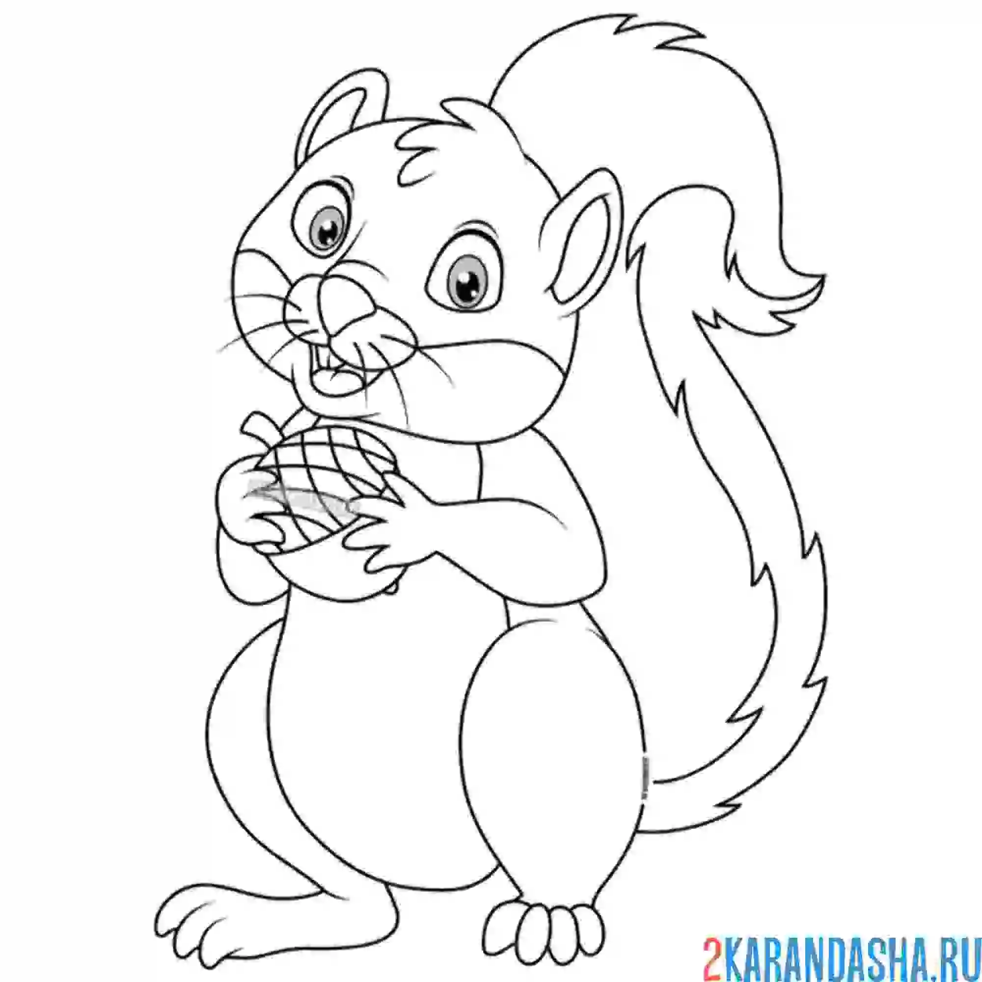 Раскраска белочка с пушистым хвостиком