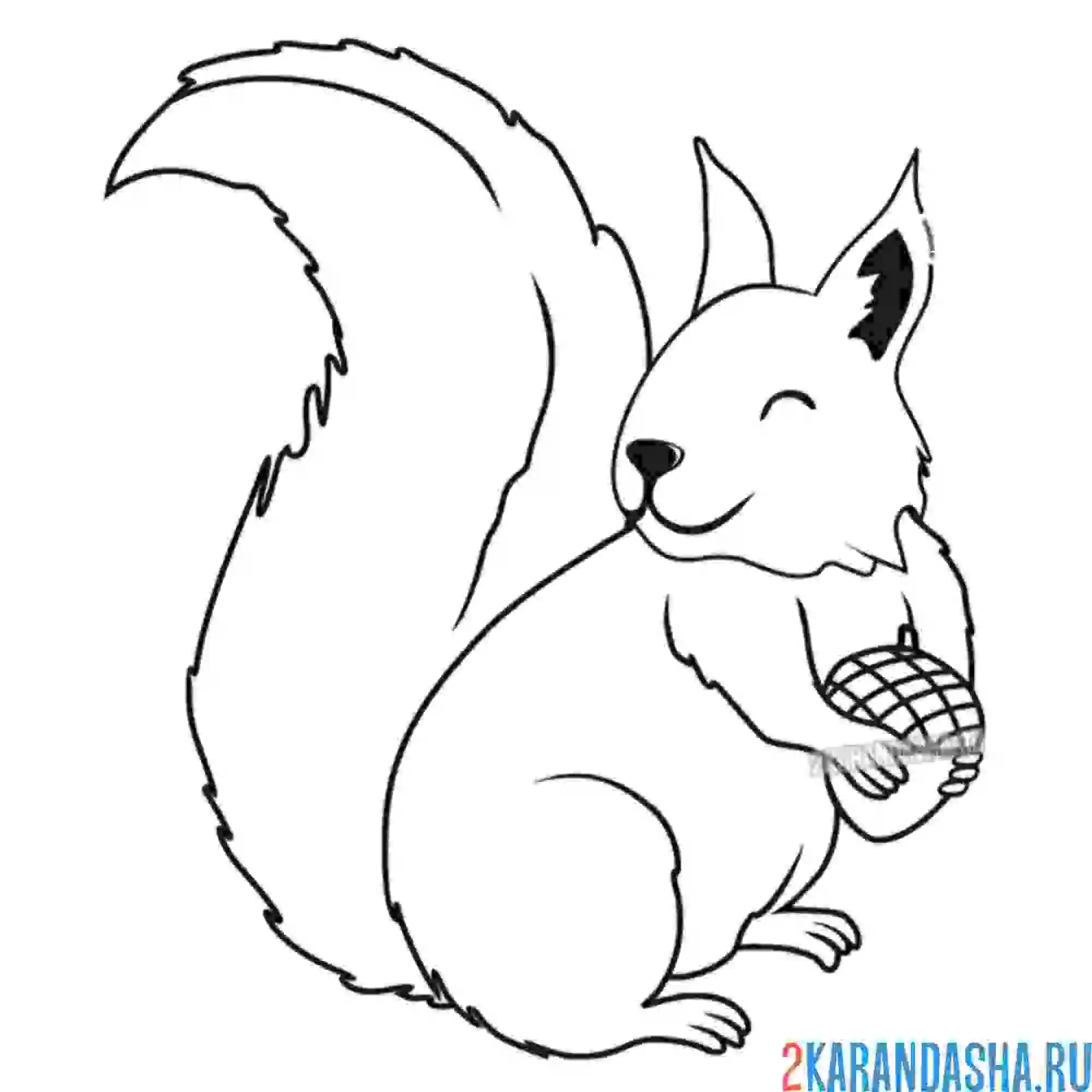 Раскраска настоящая белка