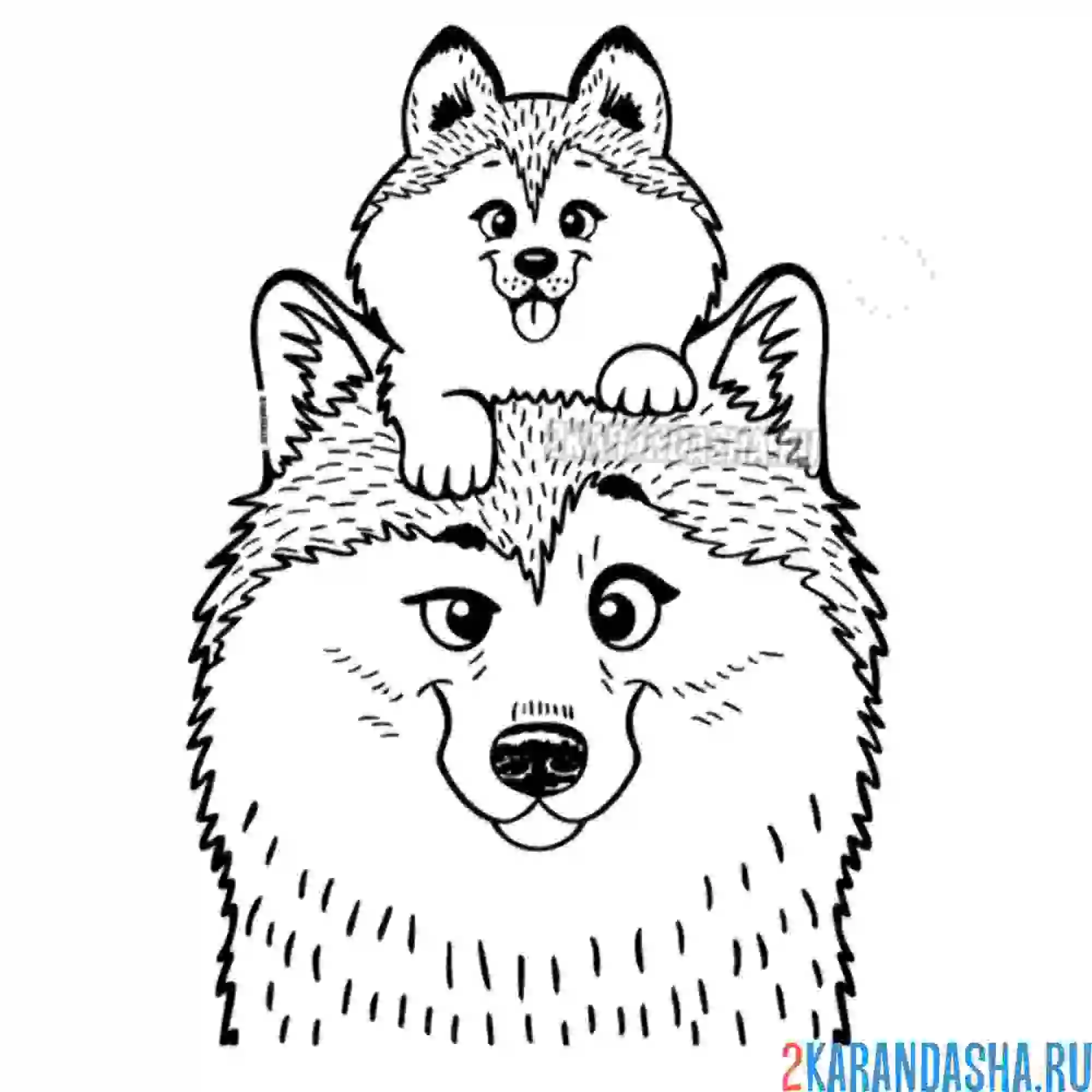 Раскраска милые собачки