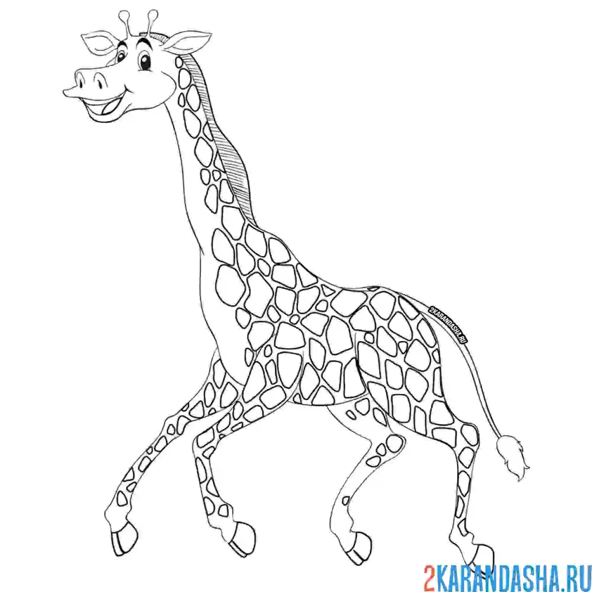 Раскраска бегущий жираф