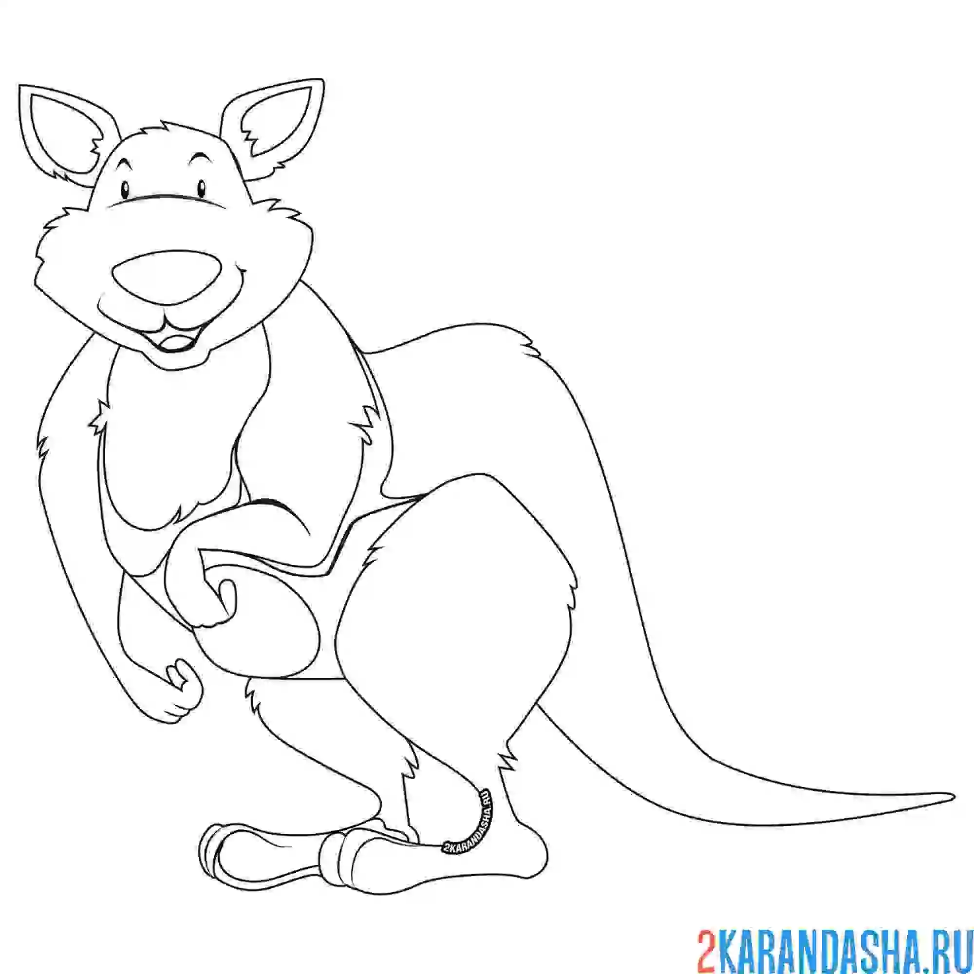 Раскраска сильный кенгуру