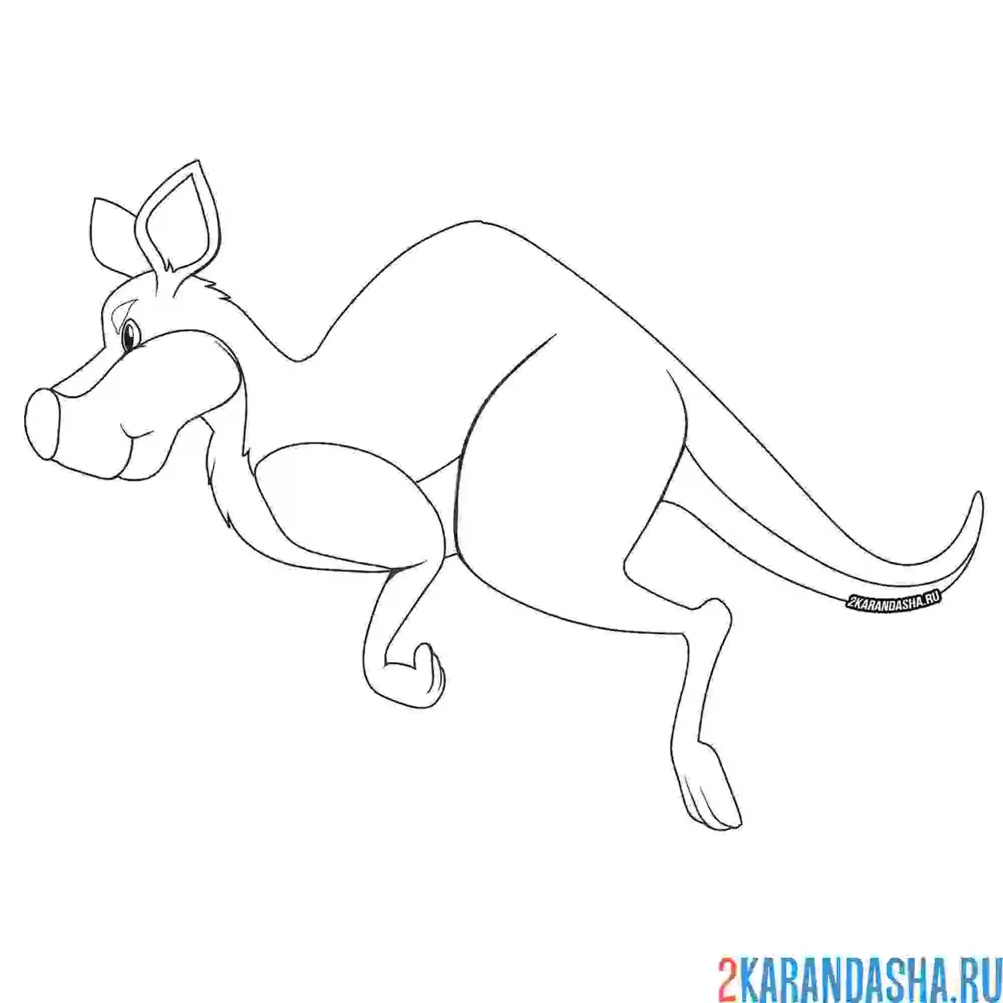 Раскраска прыгучий кенгуру