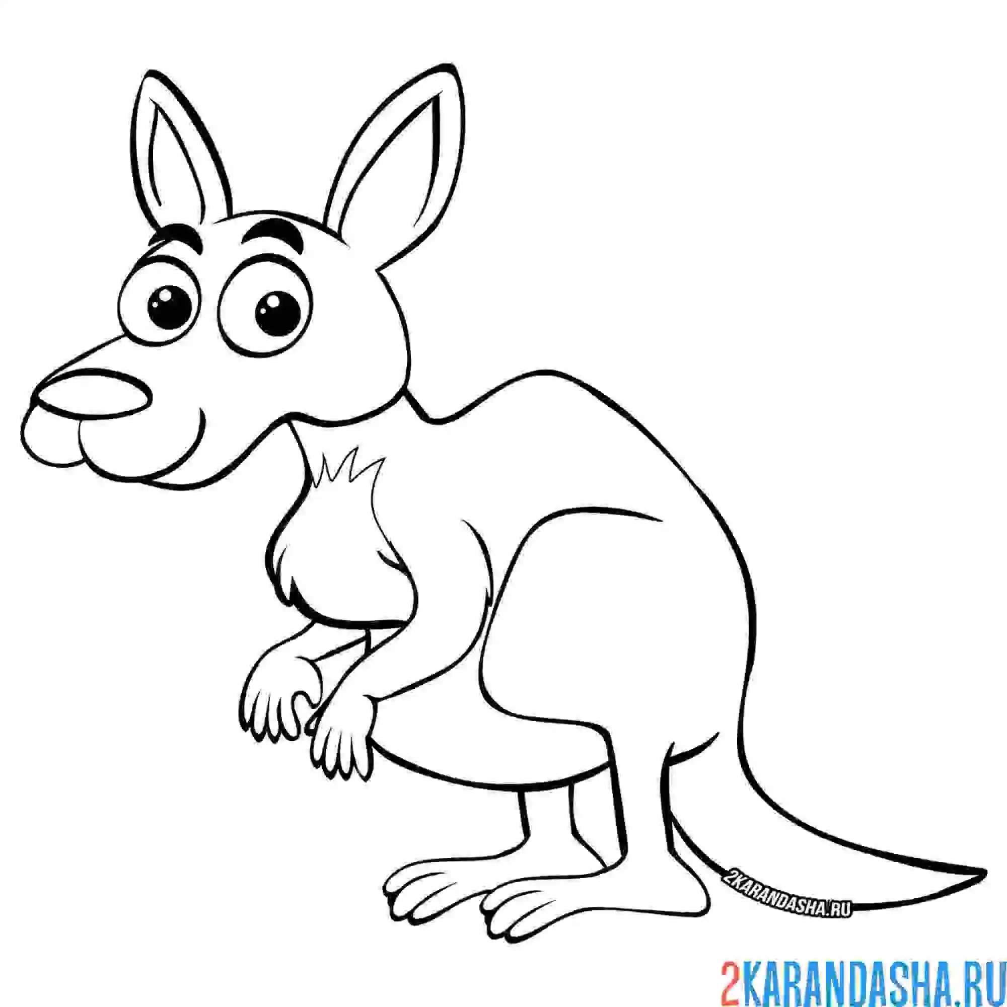 Раскраска кенгуру с хитрым взглядом