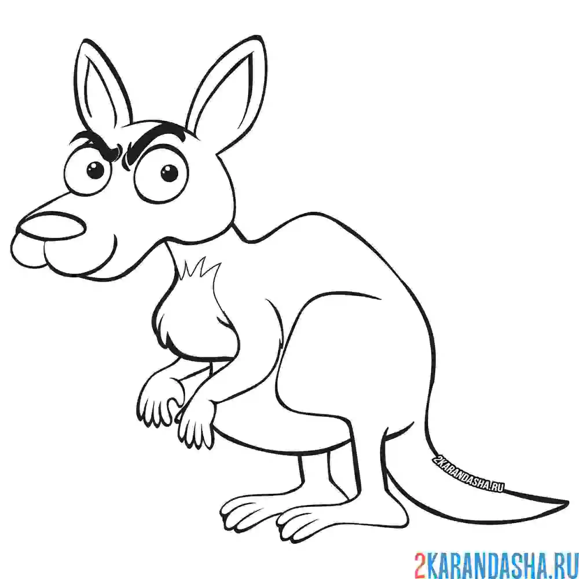 Раскраска суровый кенгуру