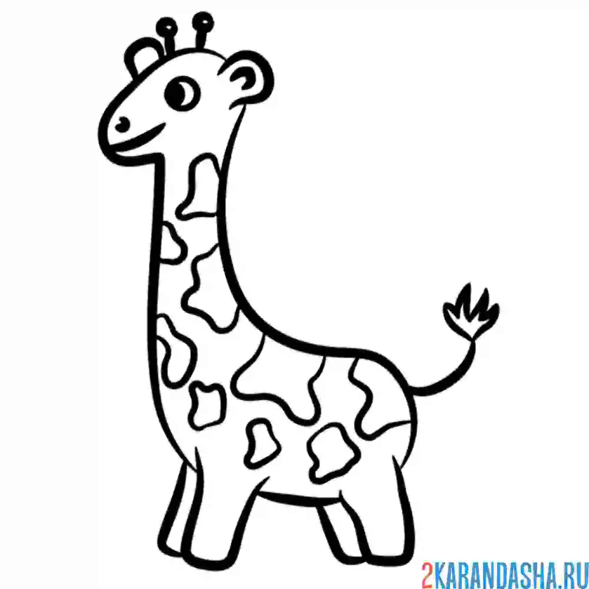 Раскраска жираф рисунок